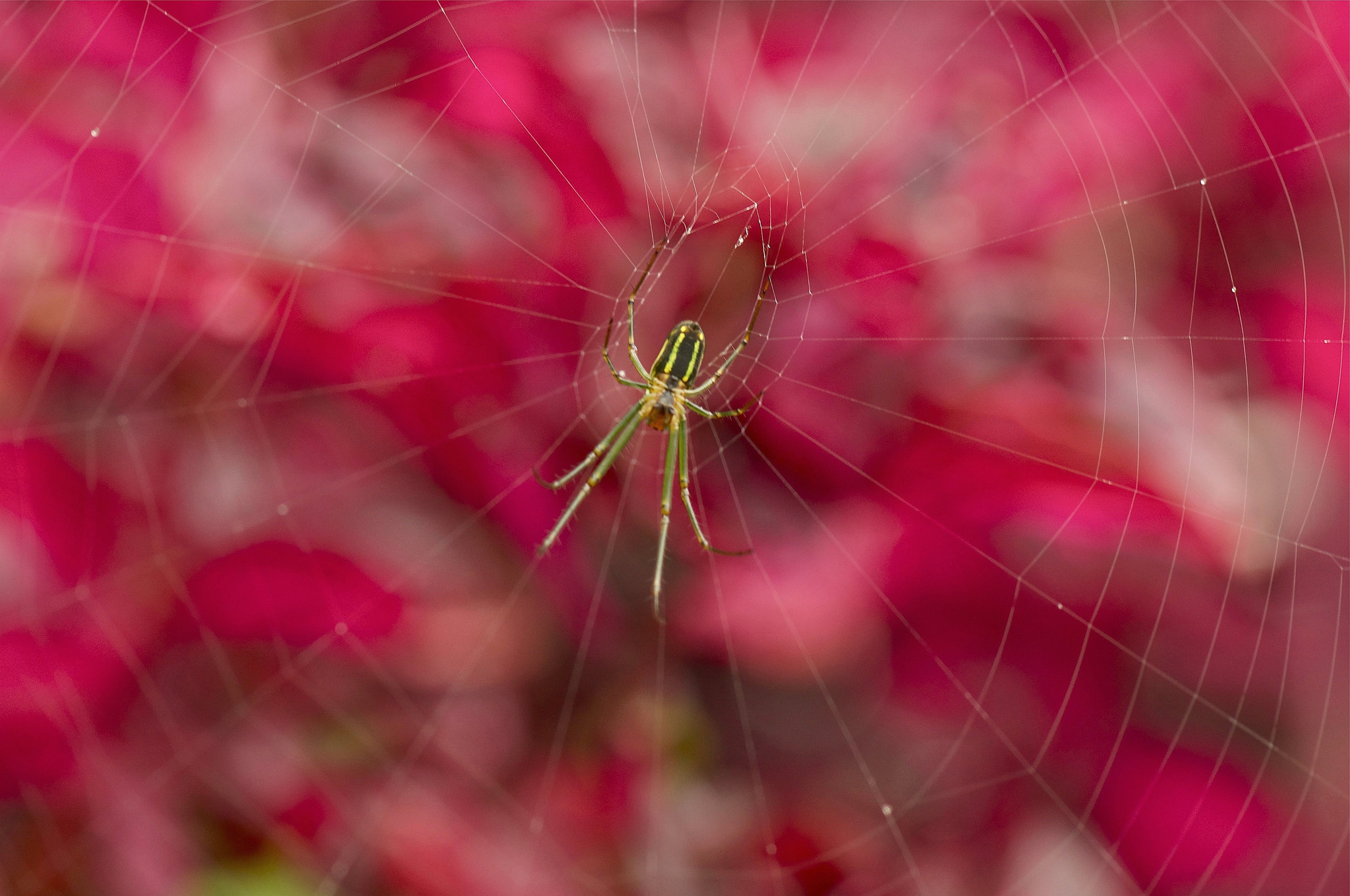 Free download wallpaper Spiders, Macro, Animal, Spider, Arachnid, Spider Web on your PC desktop