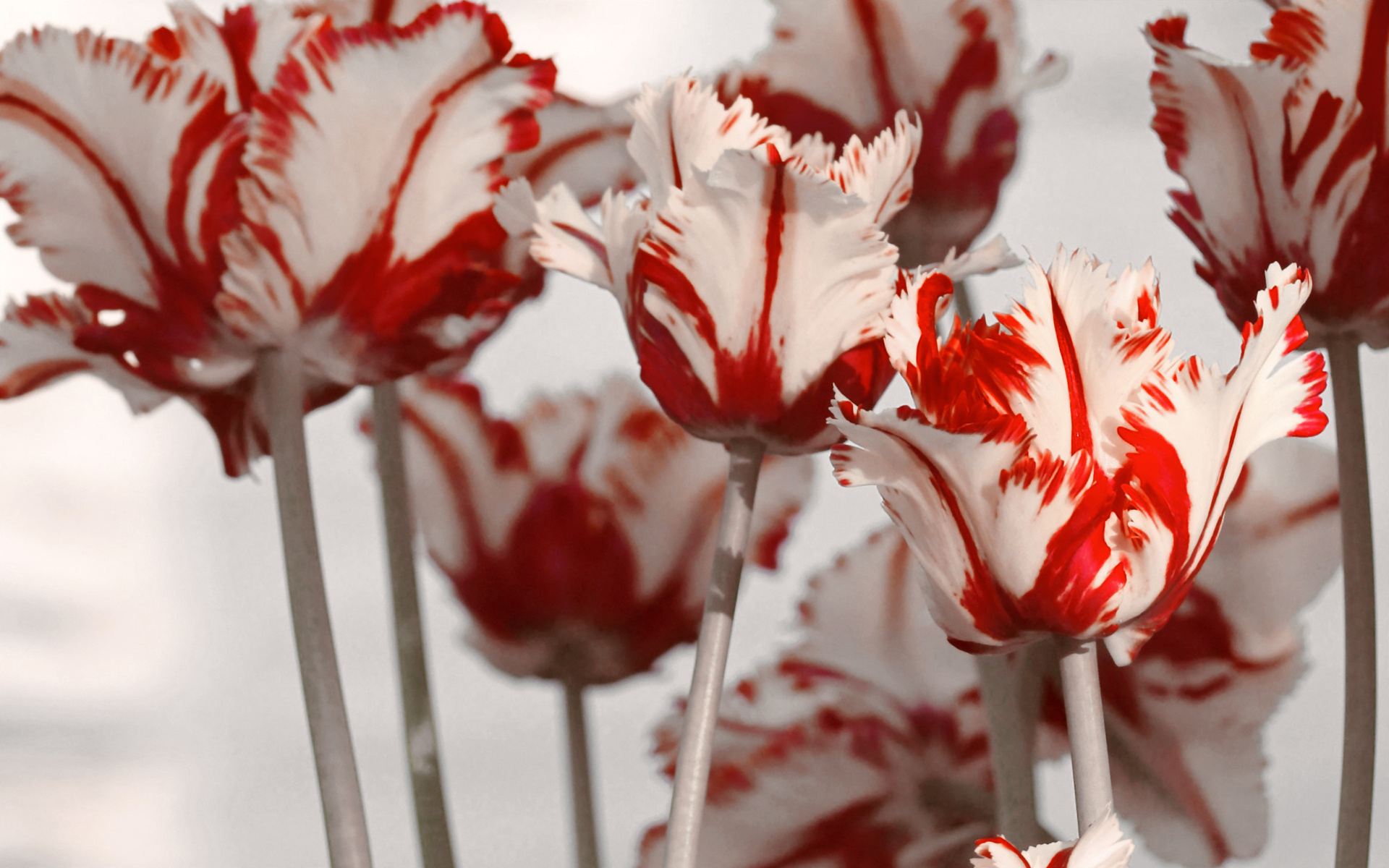 Завантажити шпалери безкоштовно Квітка, Земля, Тюльпан, Флауерзи картинка на робочий стіл ПК