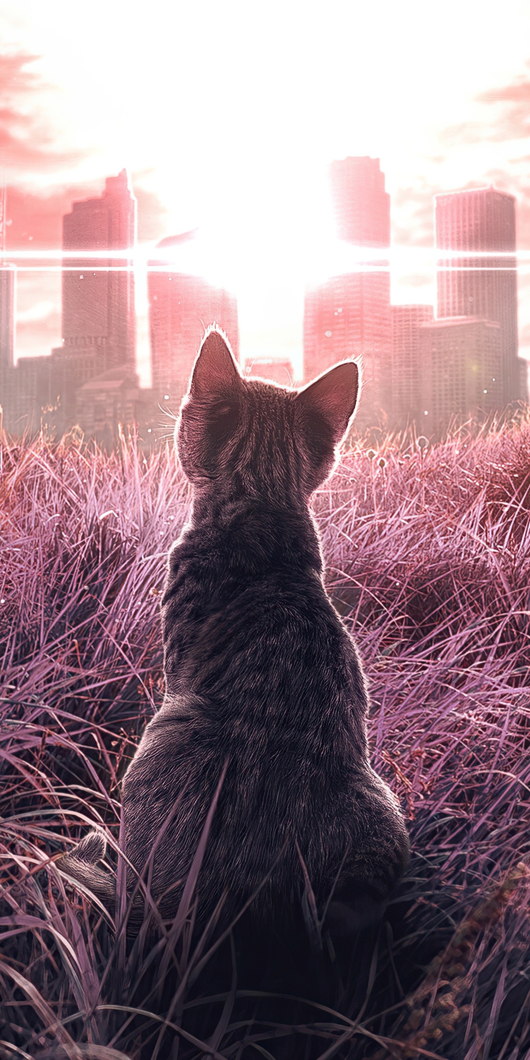 Download mobile wallpaper Cats, Grass, City, Cat, Animal for free.