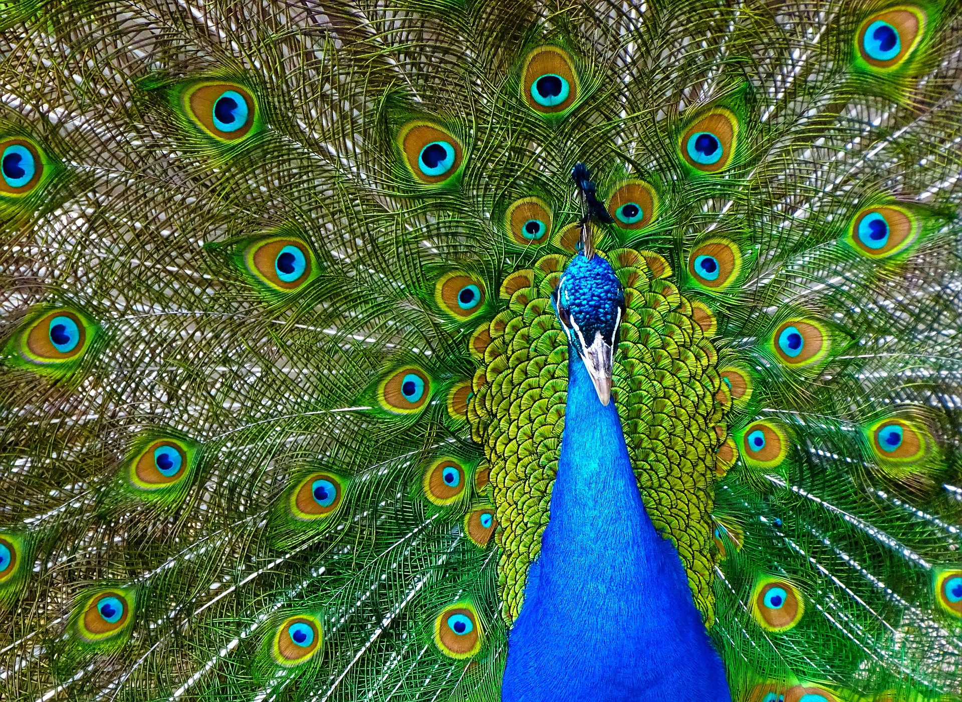 Laden Sie das Tiere, Vögel, Vogel, Pfau-Bild kostenlos auf Ihren PC-Desktop herunter