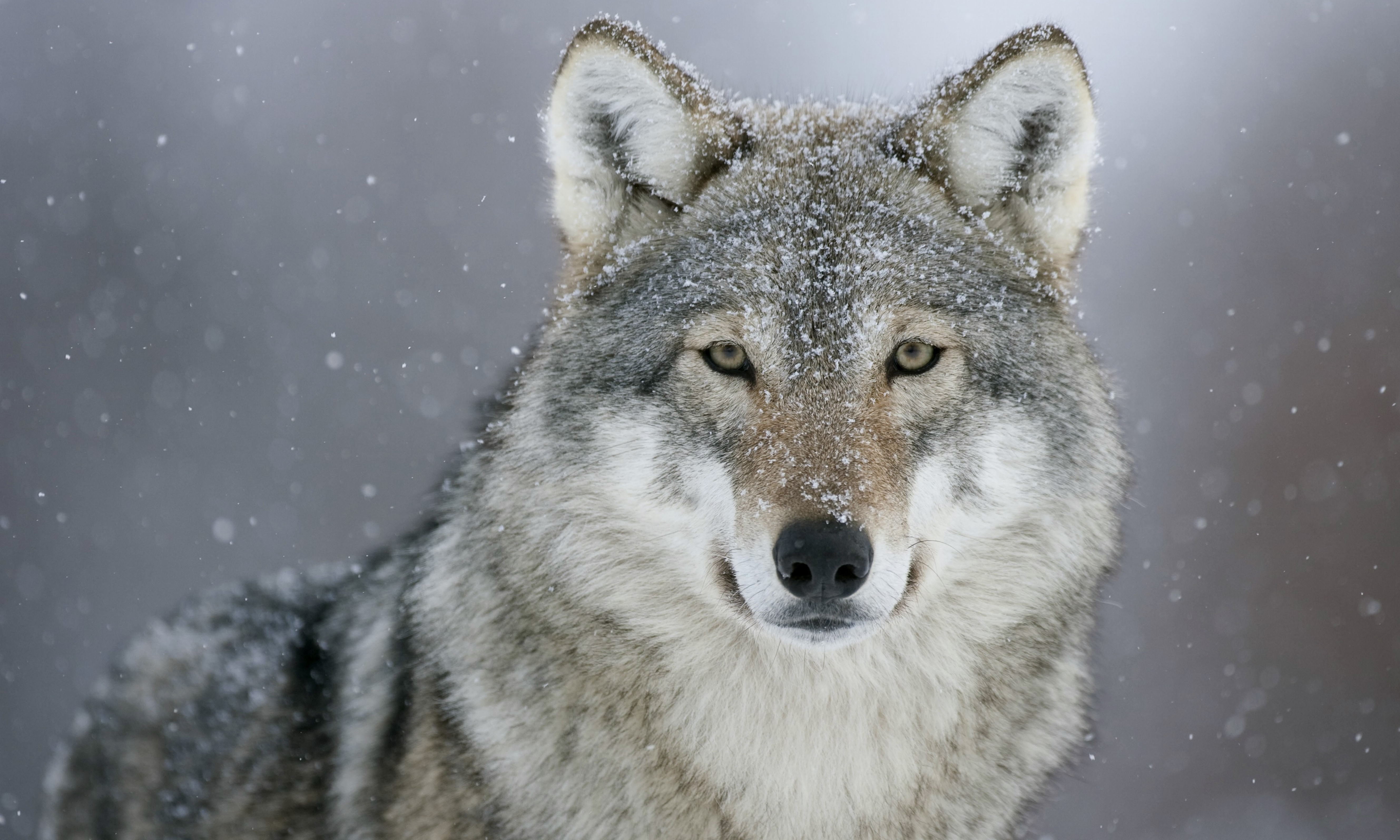 374667 скачать обои серый волк, волки, животные, снег - заставки и картинки бесплатно