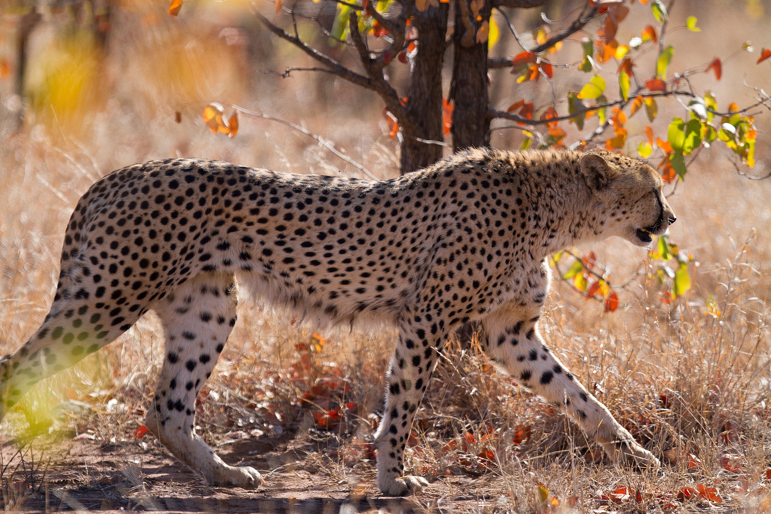 Téléchargez des papiers peints mobile Animaux, Chats, Guépard gratuitement.