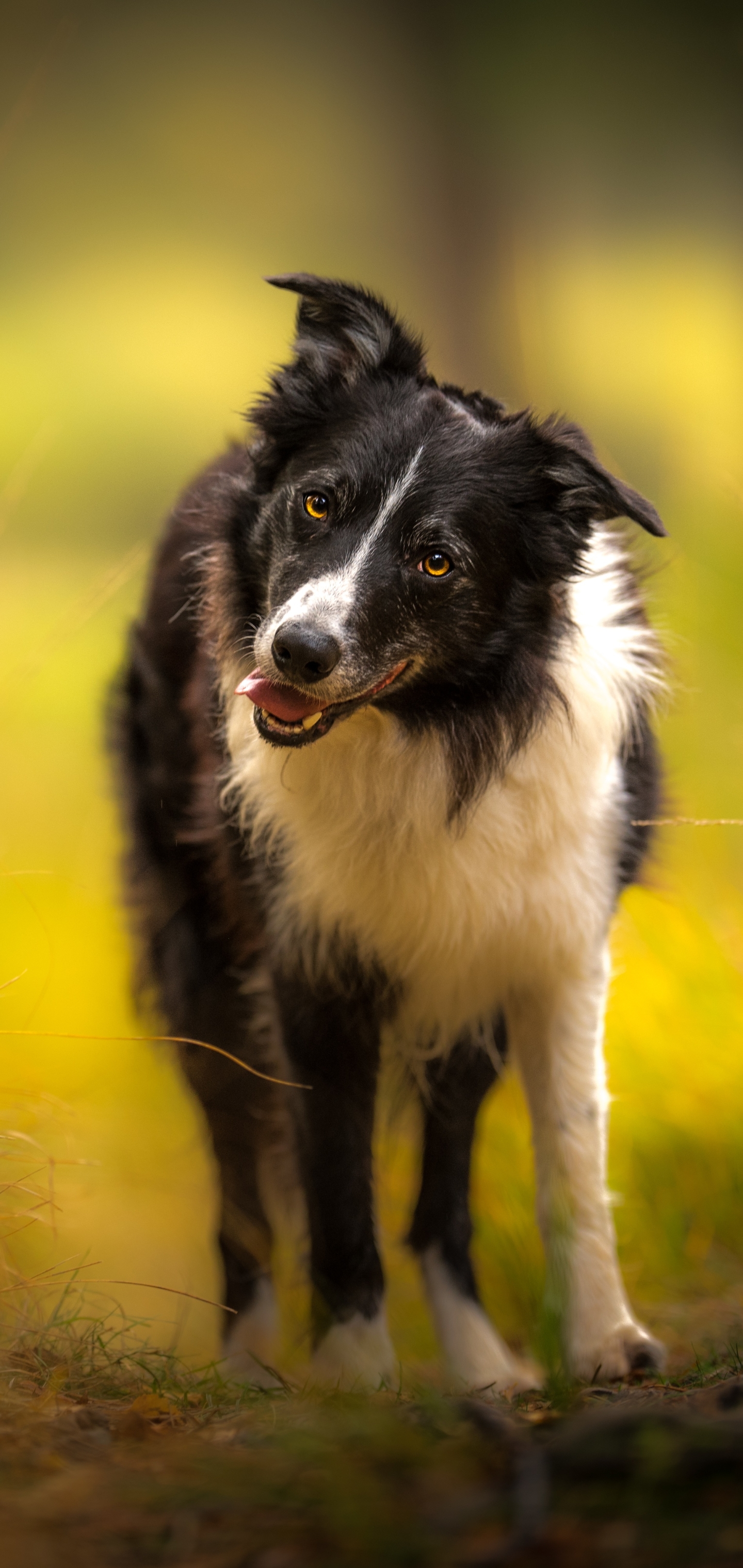 Download mobile wallpaper Dogs, Dog, Animal, Border Collie for free.