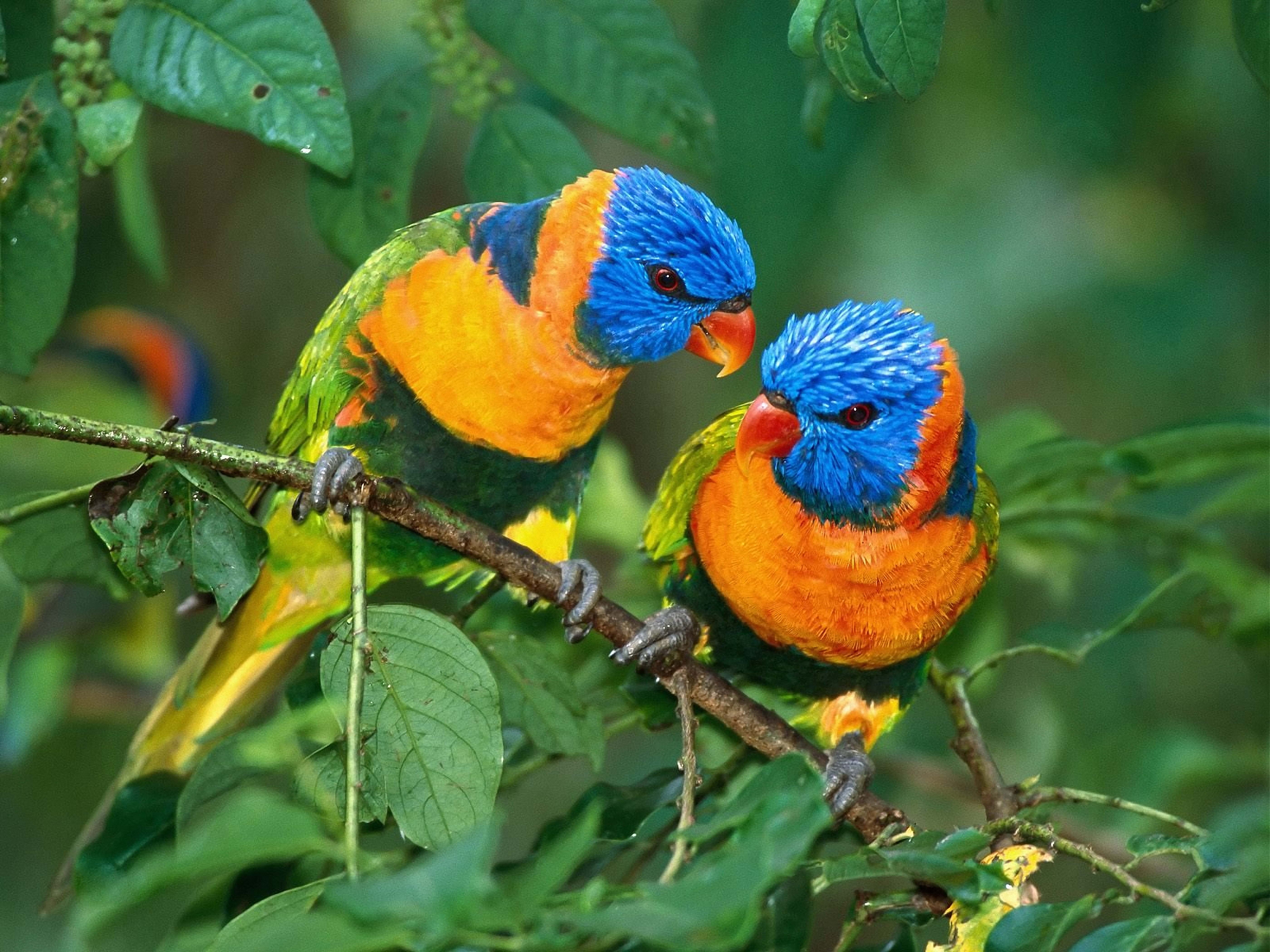 Download mobile wallpaper Branch, Animals, Parrots, Love for free.