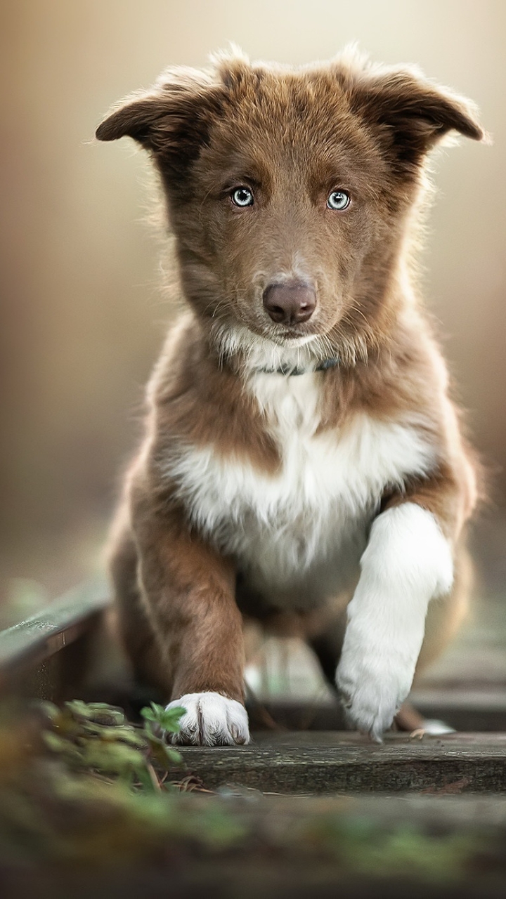 Download mobile wallpaper Dogs, Dog, Animal, Puppy, Baby Animal for free.