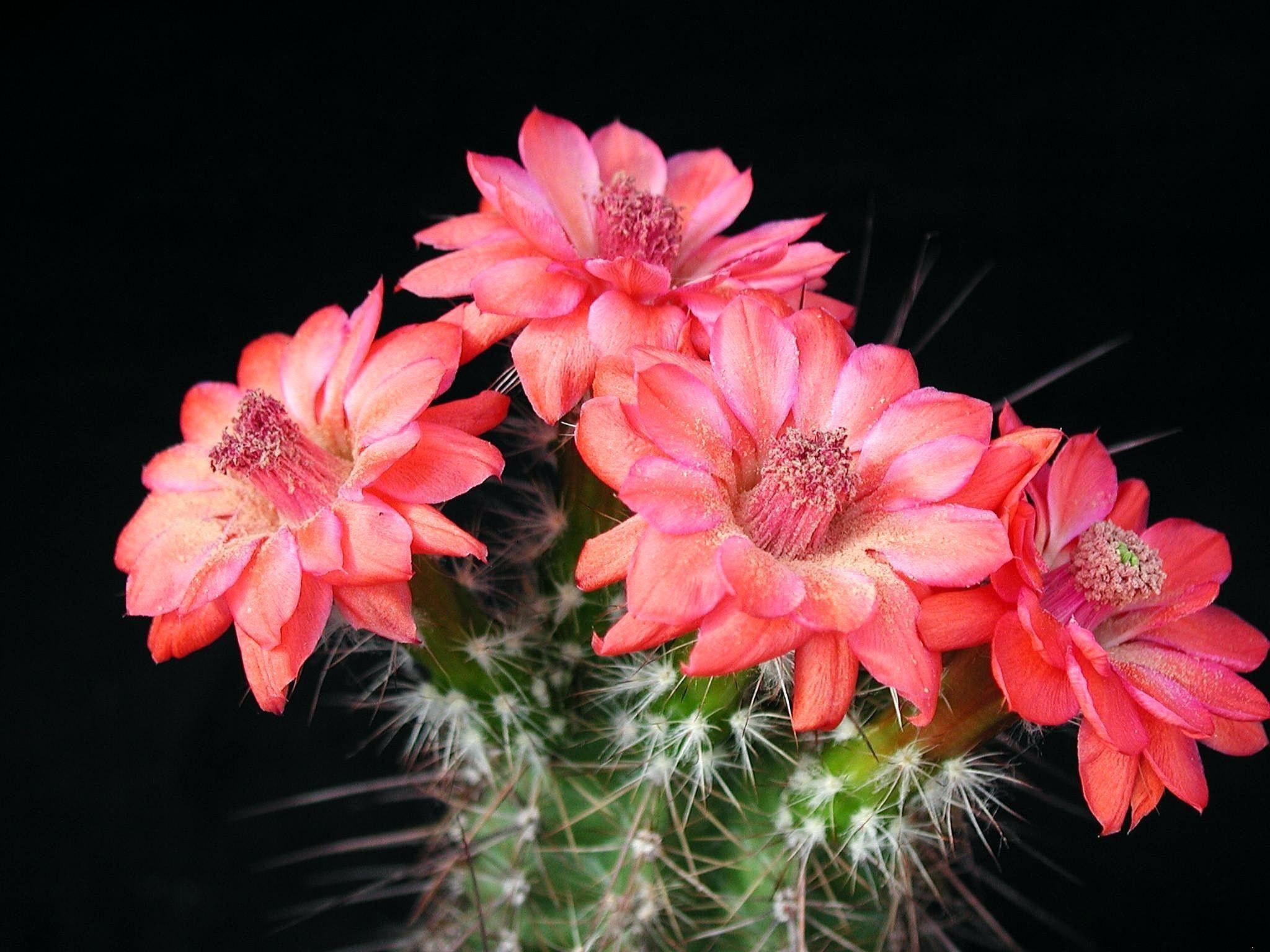 Téléchargez des papiers peints mobile Cactus, Fleur, Fermer, Terre/nature, Fleur Rose gratuitement.