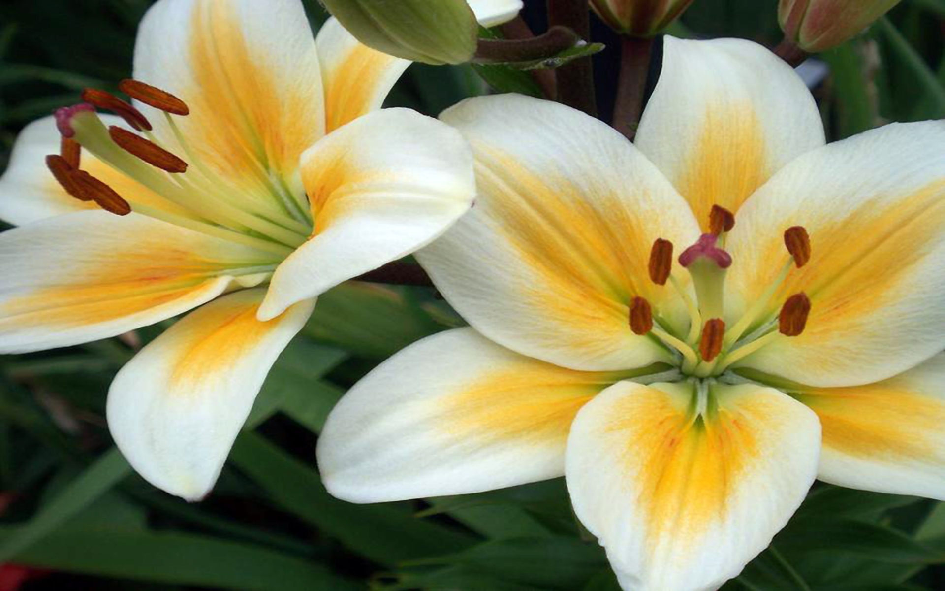 Téléchargez gratuitement l'image Fleurs, Fleur, Fermer, Lys, Fleur Blanche, Terre/nature sur le bureau de votre PC