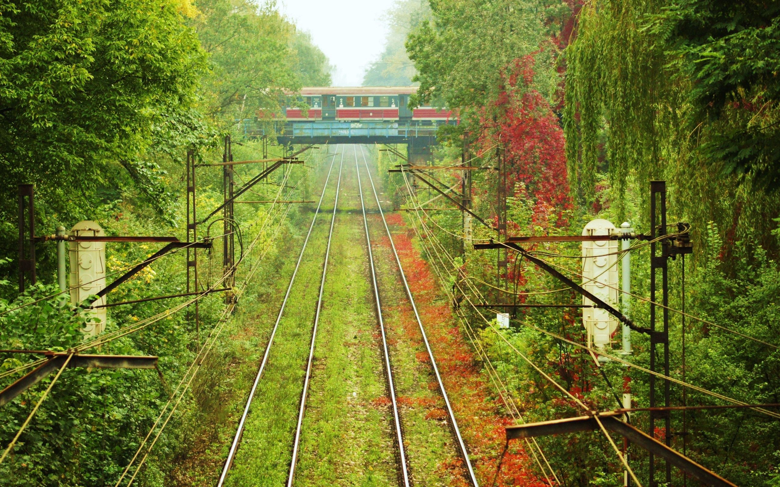 tram, nature, vegetation, greens, wires, wire, way, paths, elsy, els