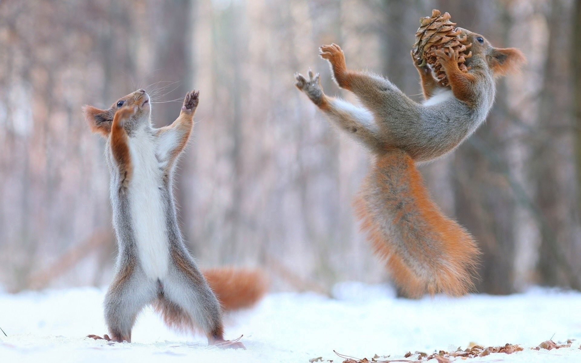 squirrel, funny, animals, cones, snow