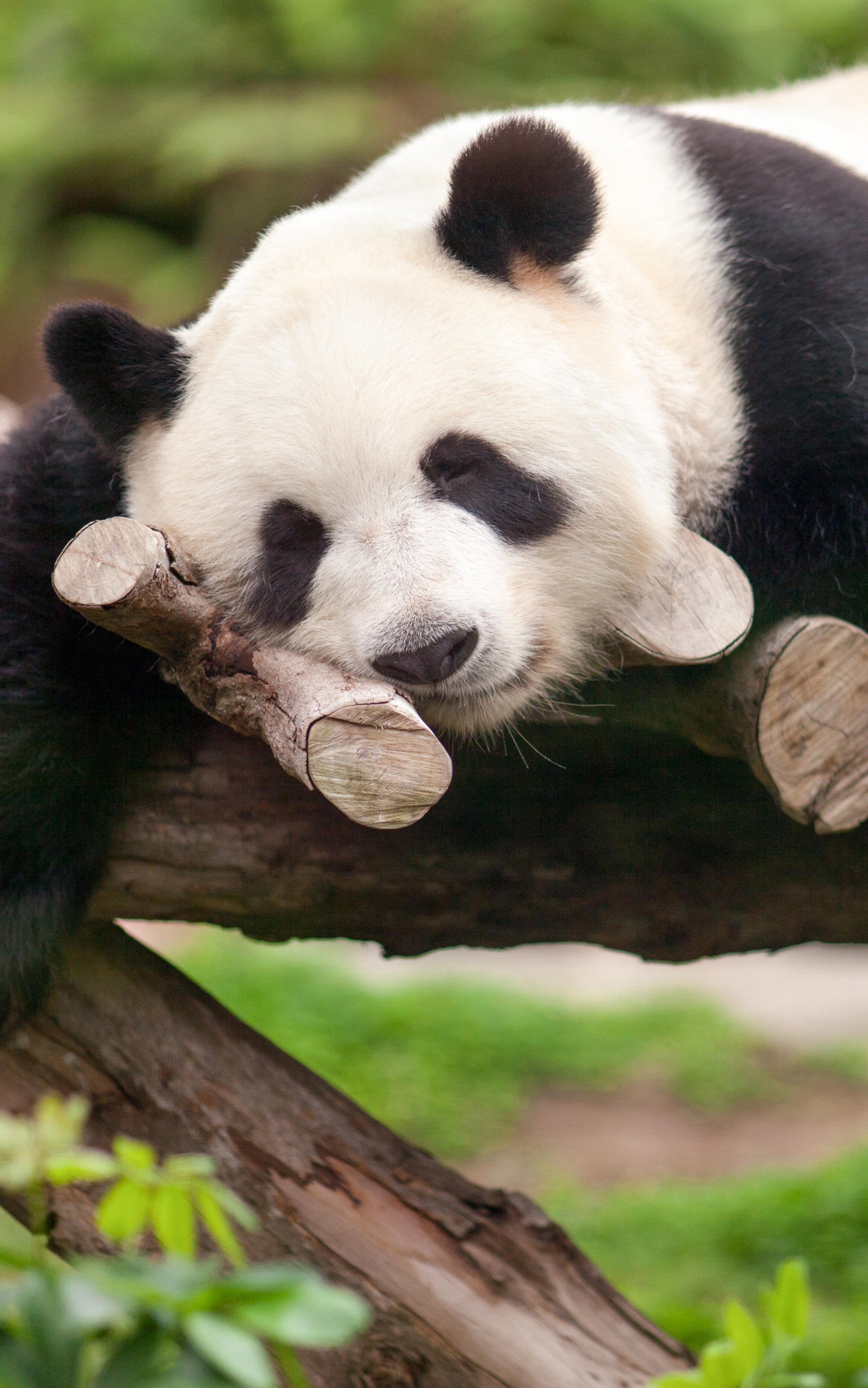 Download mobile wallpaper Animal, Panda, Sleeping, Cute for free.