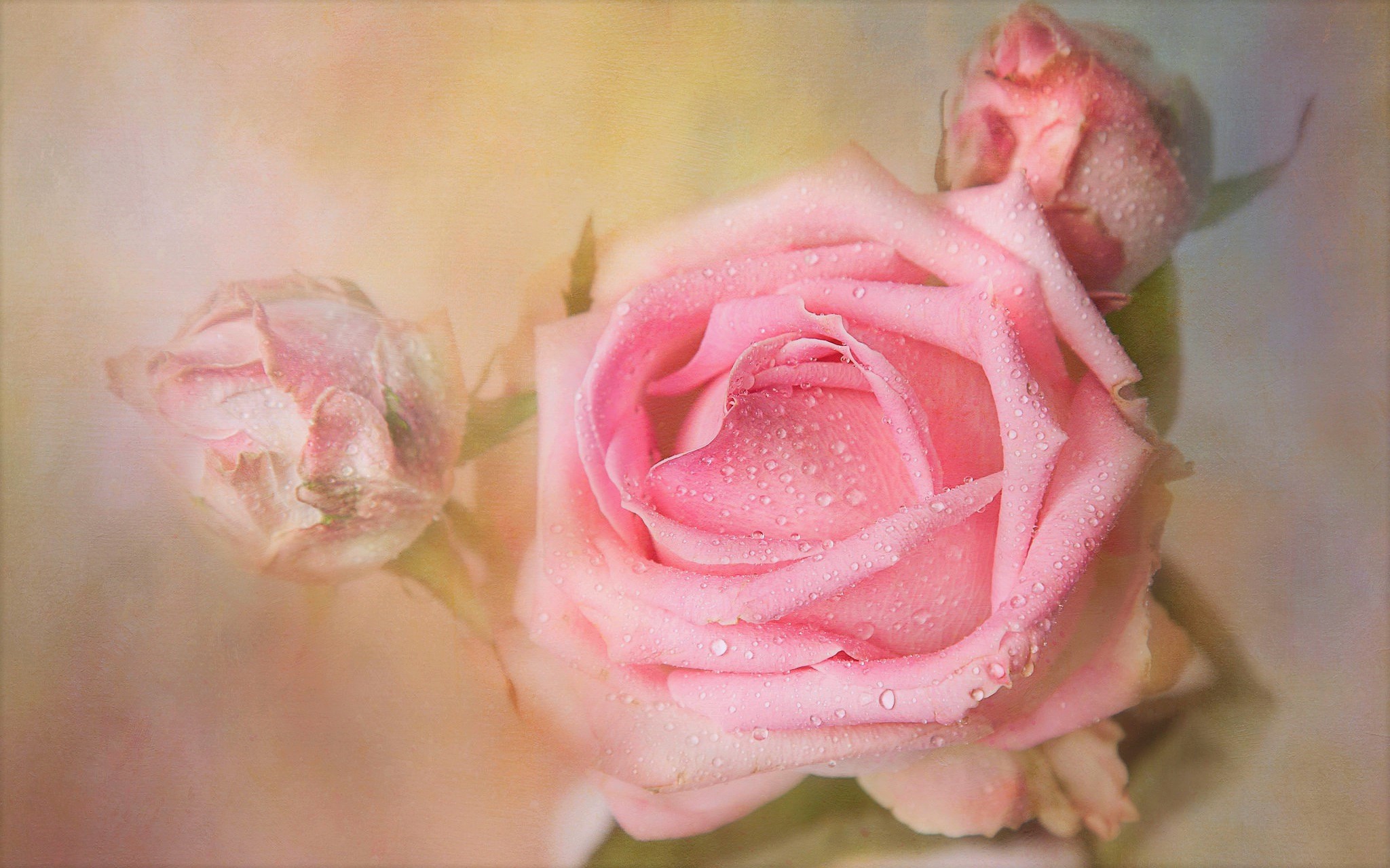 Скачать обои бесплатно Капли, Цветок, Роза, Земля/природа, Розовый Цветок, Розовая Роза, Флауэрсы картинка на рабочий стол ПК