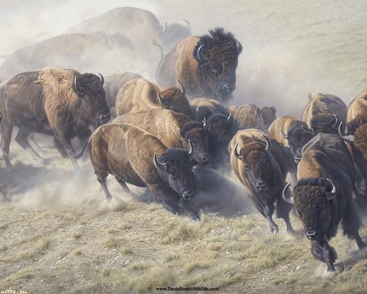 1438817 descargar imagen animales, bisonte americano: fondos de pantalla y protectores de pantalla gratis