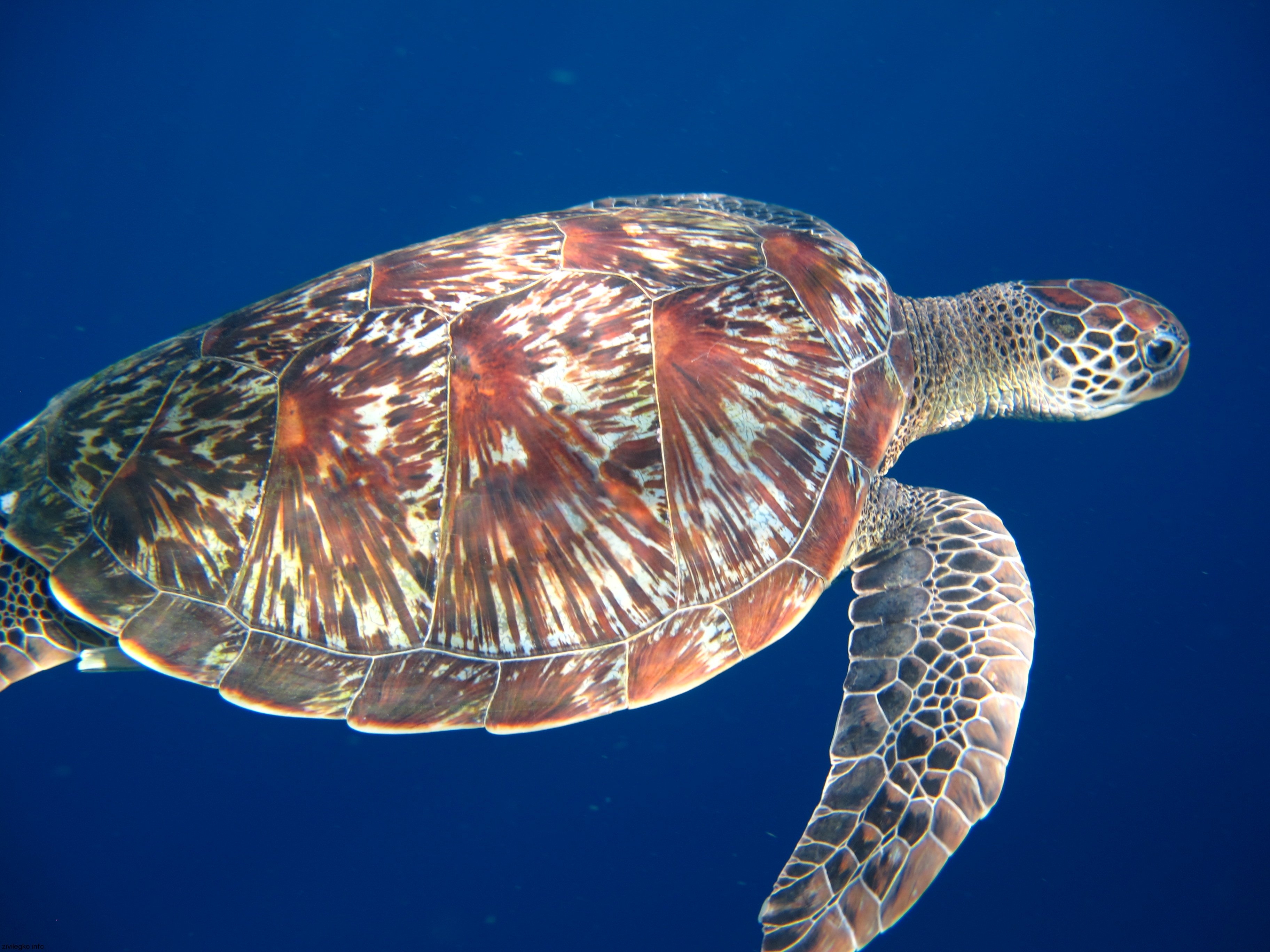 56945 télécharger l'image tortue marine, tortue de mer, animaux, nager, pattes - fonds d'écran et économiseurs d'écran gratuits