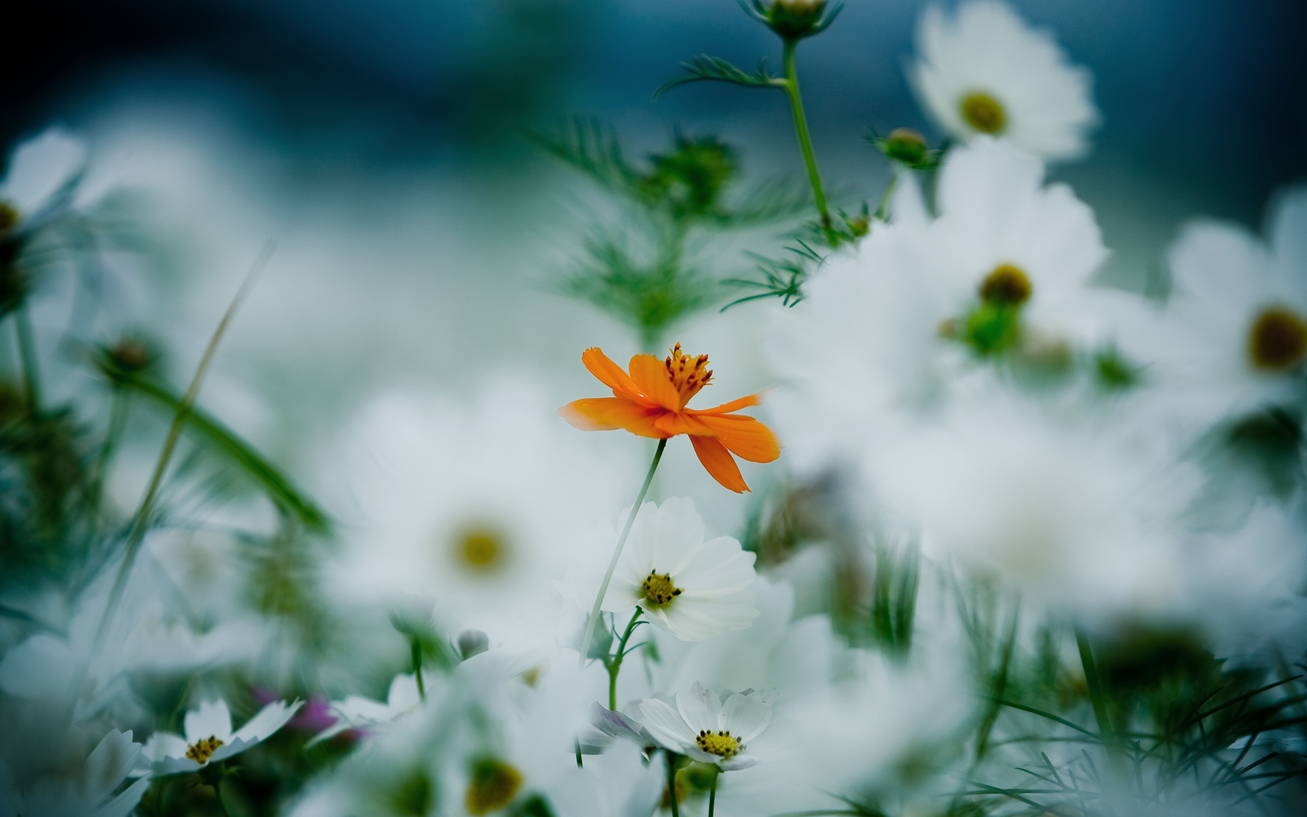 Descarga gratuita de fondo de pantalla para móvil de Flores, Flor, Tierra/naturaleza.