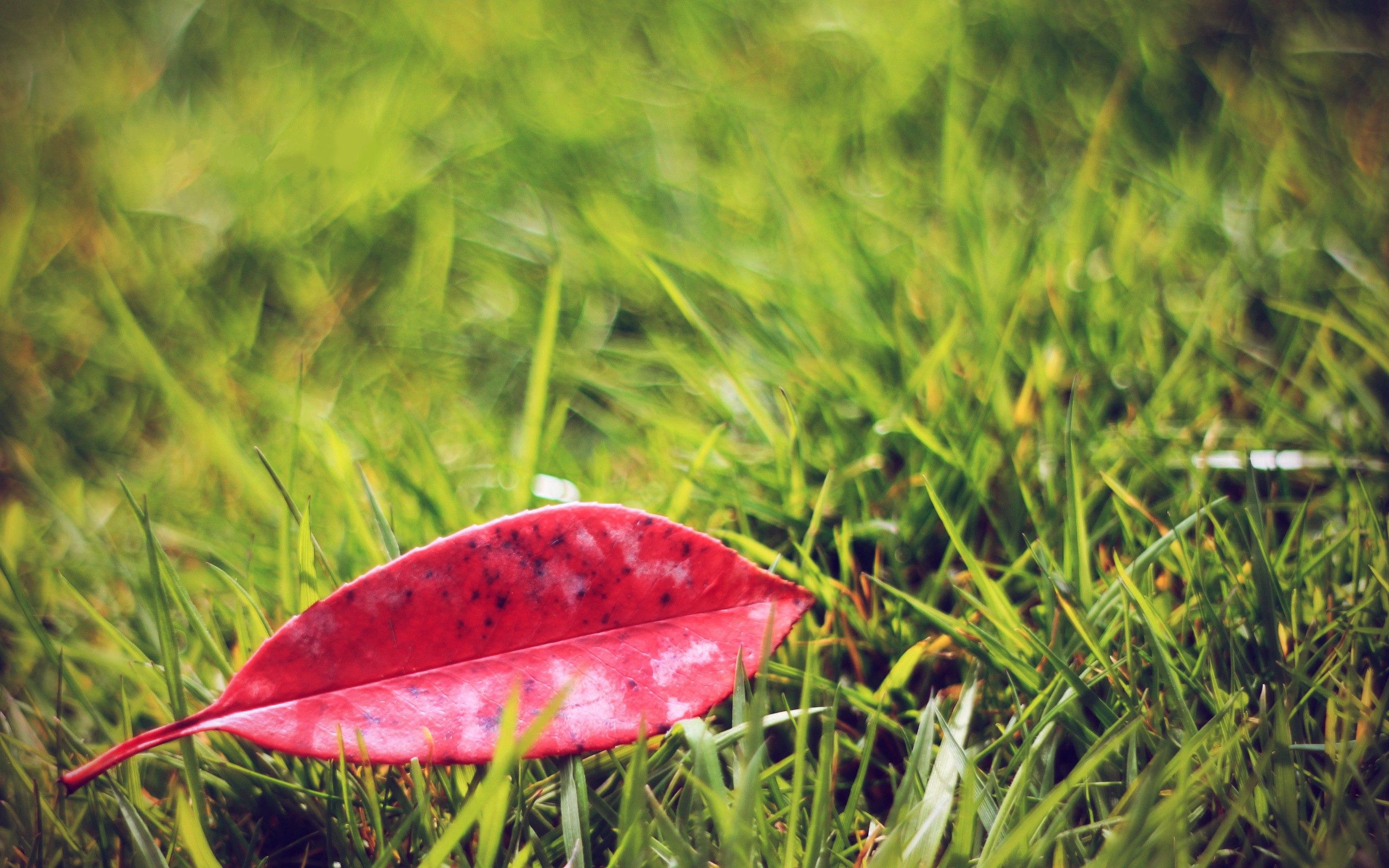 grass, autumn, macro, sheet, leaf, lawn, fallen