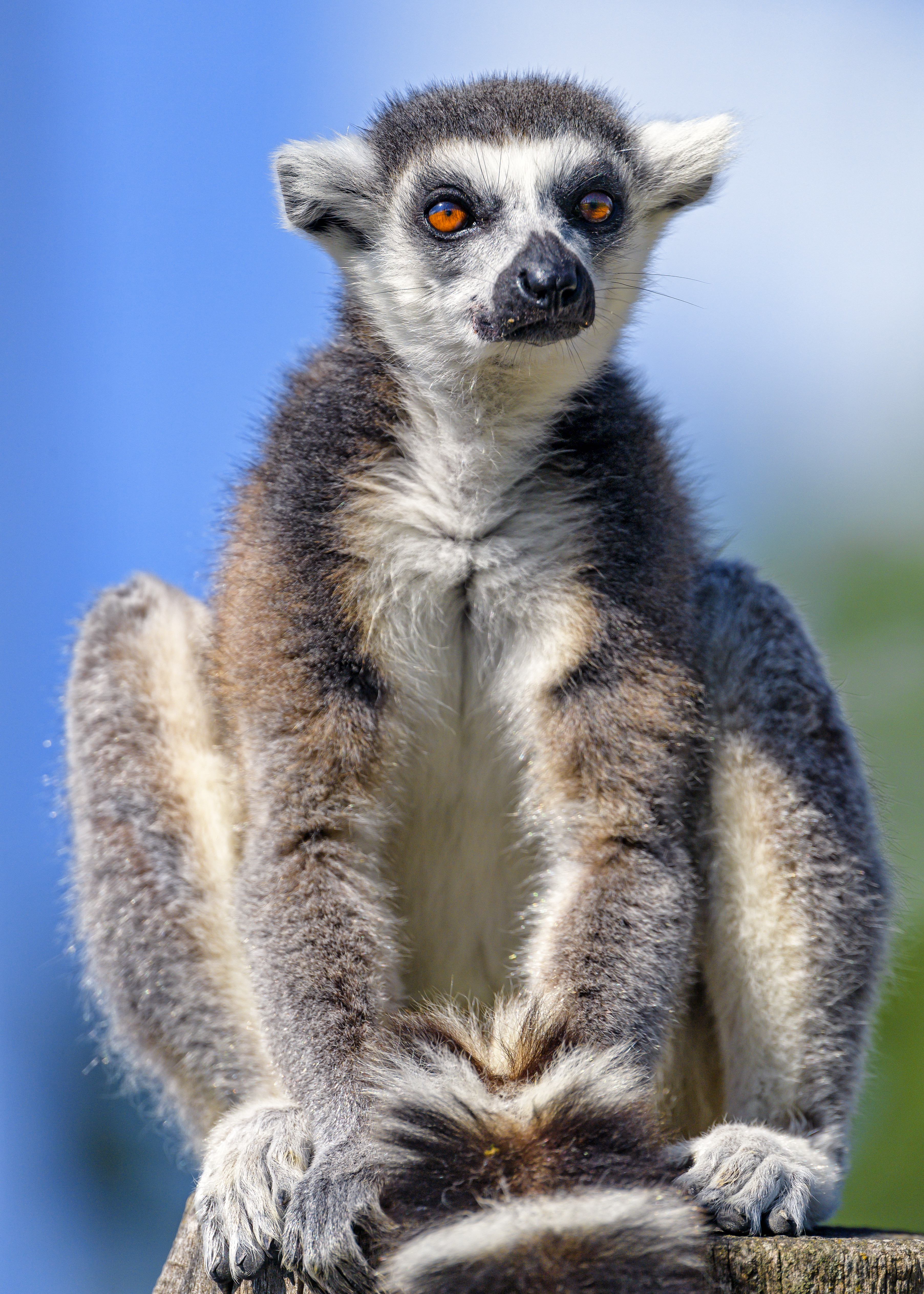 52908 Hintergrundbild herunterladen tier, lemur, tiere, flauschige, sicht, meinung - Bildschirmschoner und Bilder kostenlos