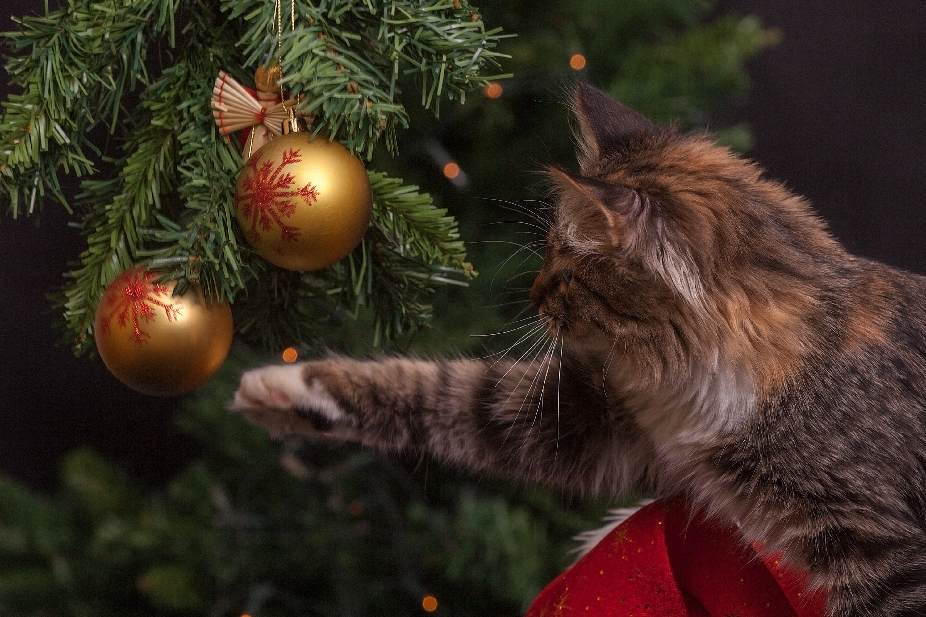 Скачати мобільні шпалери Кішка, Тварина, Коти, Різдвяні Прикраси безкоштовно.