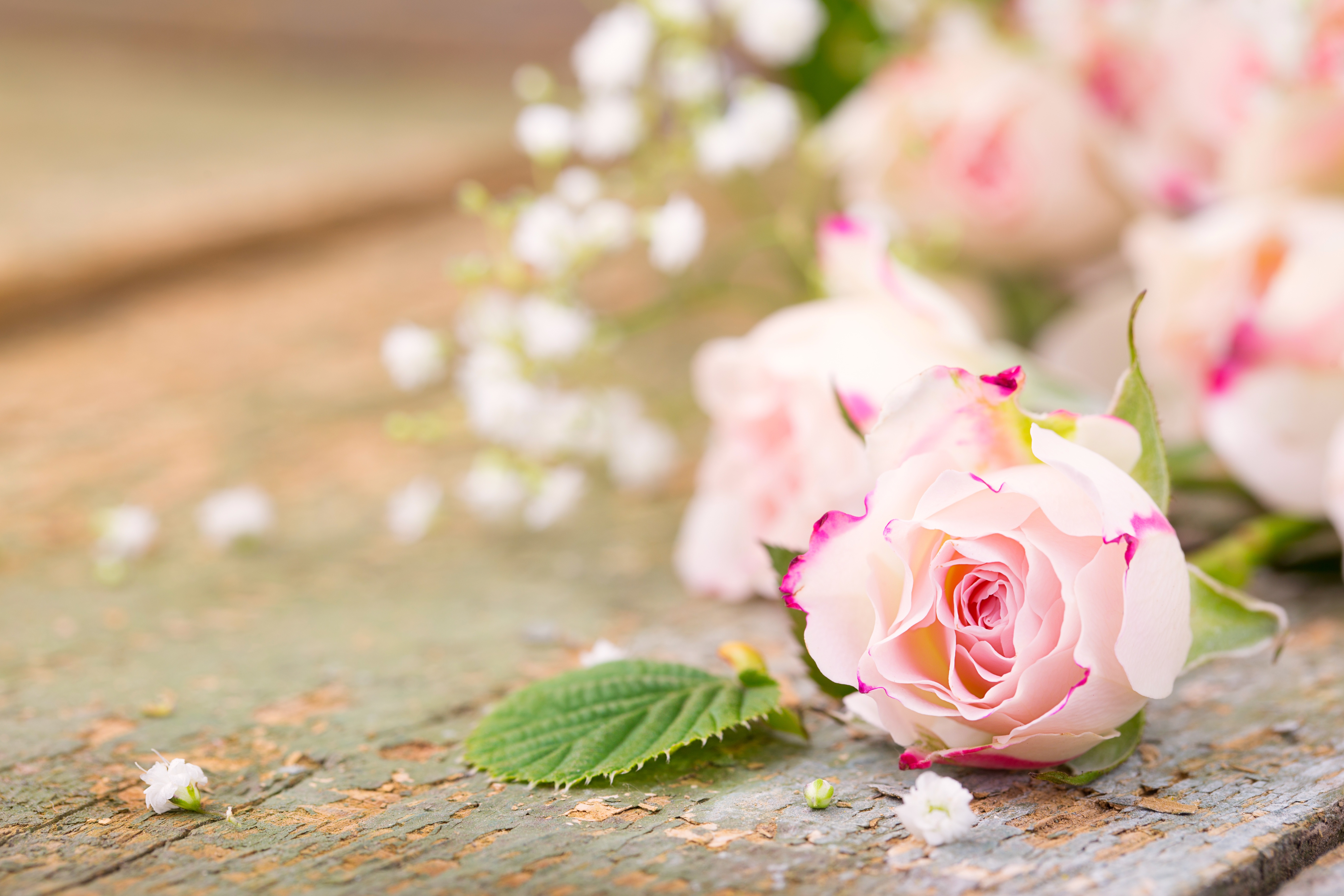 Download mobile wallpaper Flowers, Flower, Rose, Blur, Earth, Pink Flower for free.