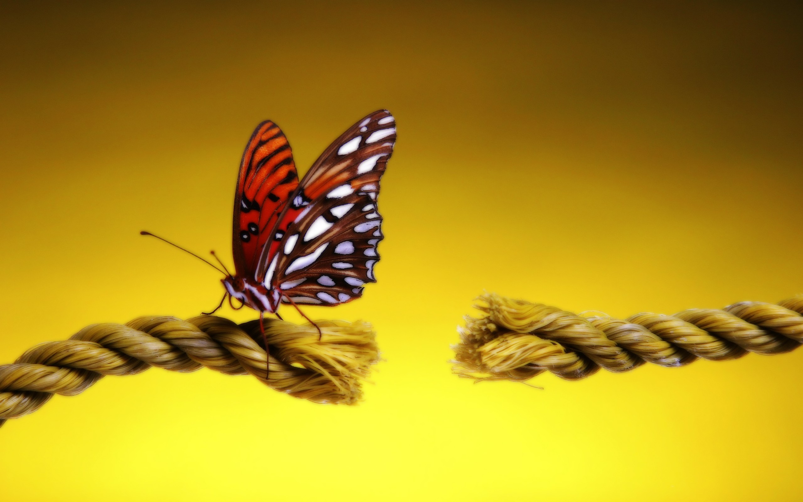 animal, butterfly, close up, insect, rope