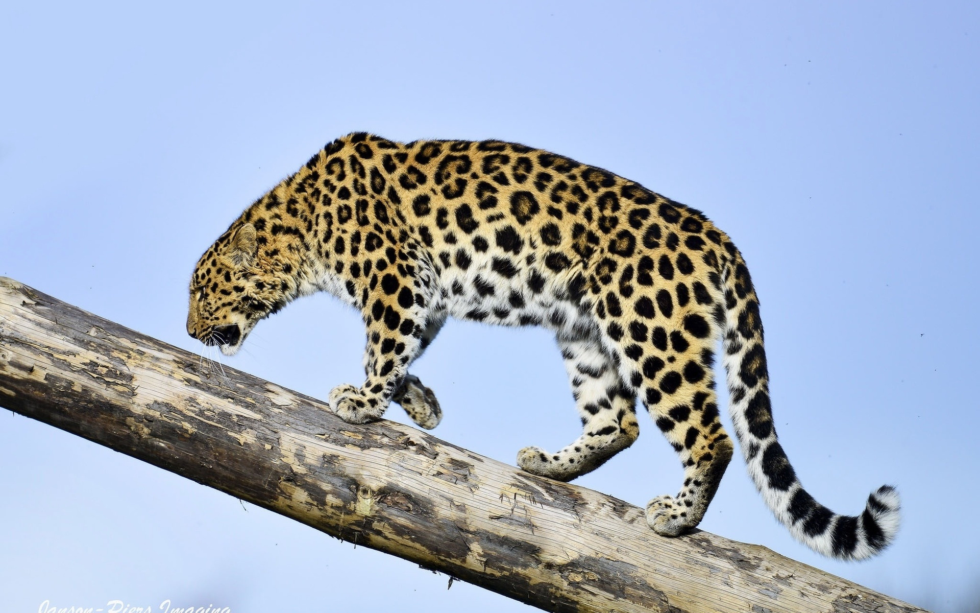 Free download wallpaper Jaguar, Cats, Animal on your PC desktop