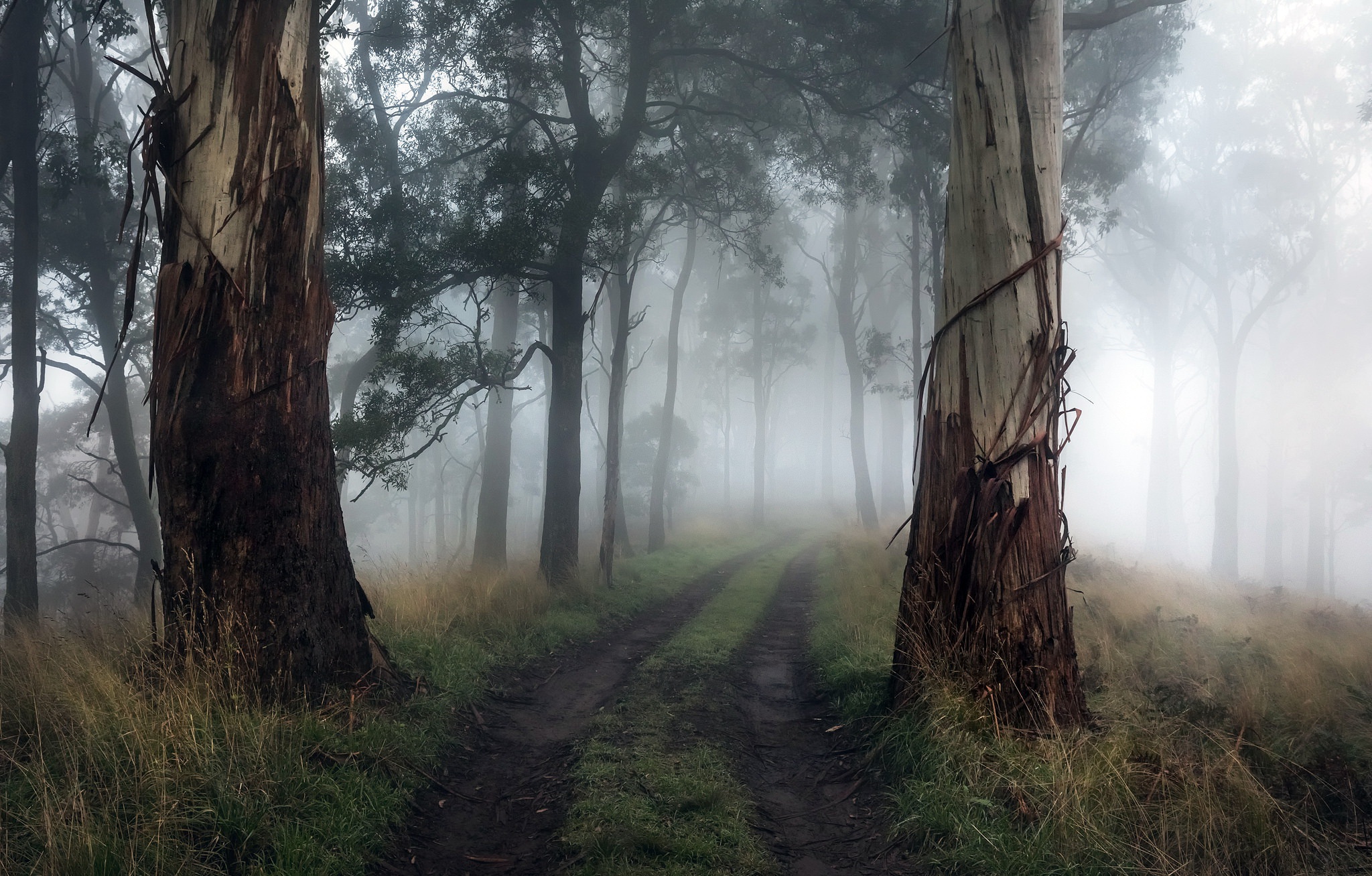 Laden Sie das Natur, Wald, Baum, Nebel, Erde/natur, Schotterstraße-Bild kostenlos auf Ihren PC-Desktop herunter