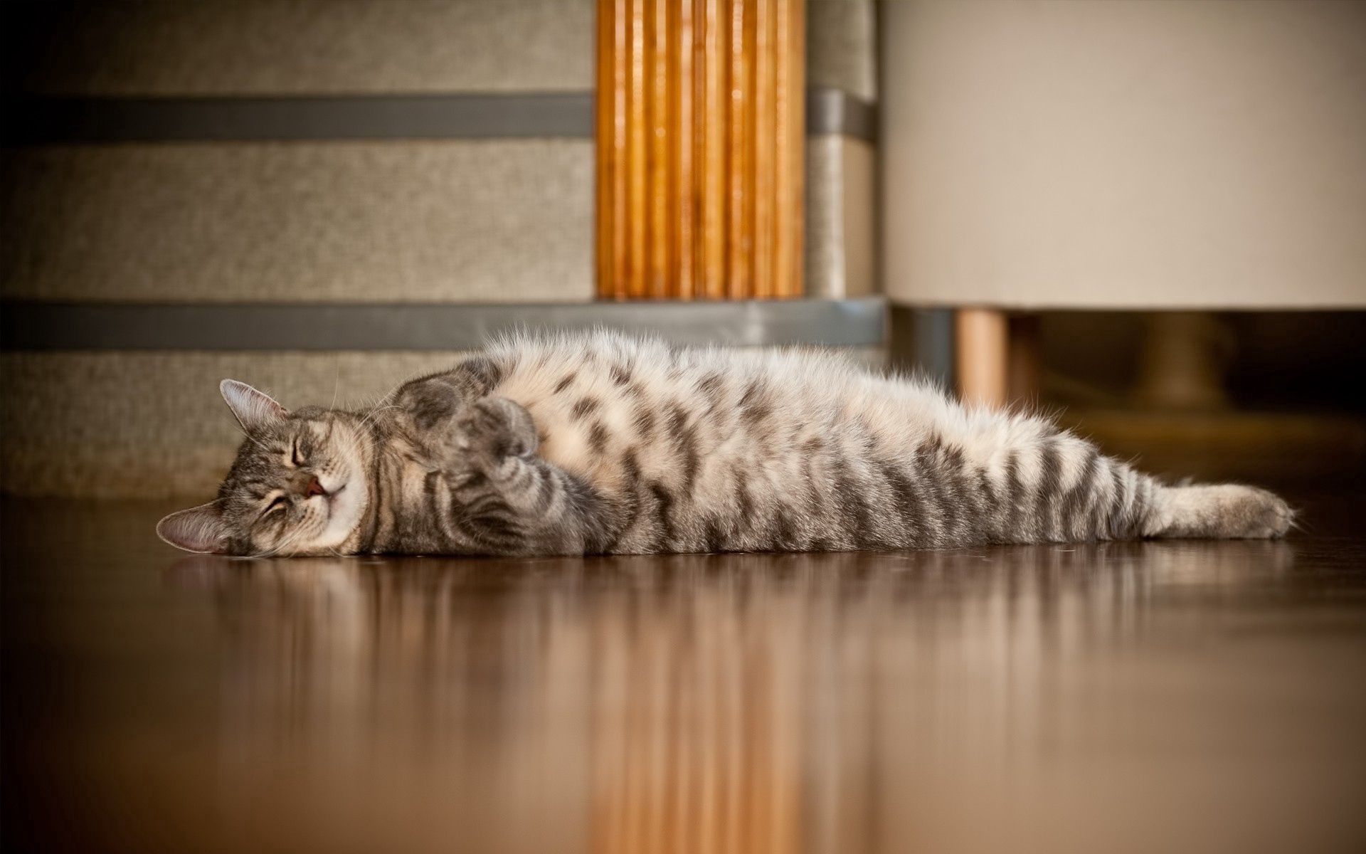 Download mobile wallpaper To Lie Down, Lie, Striped, Floor, Animals, Cat for free.