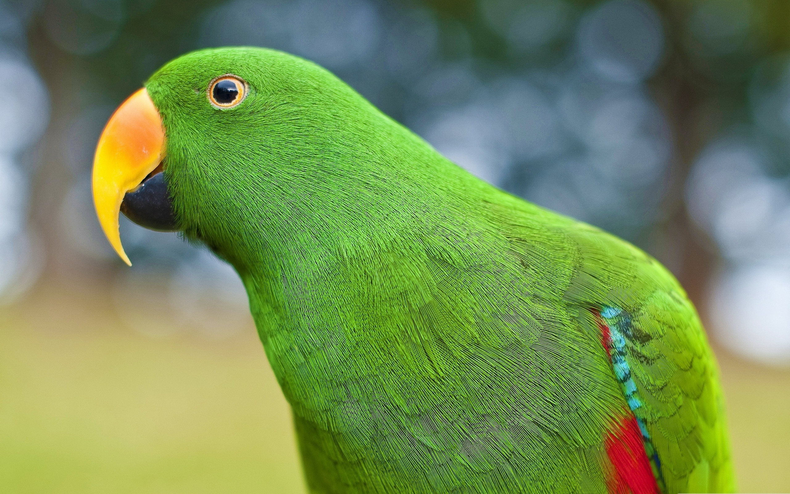 Handy-Wallpaper Papagei, Vögel, Tiere kostenlos herunterladen.