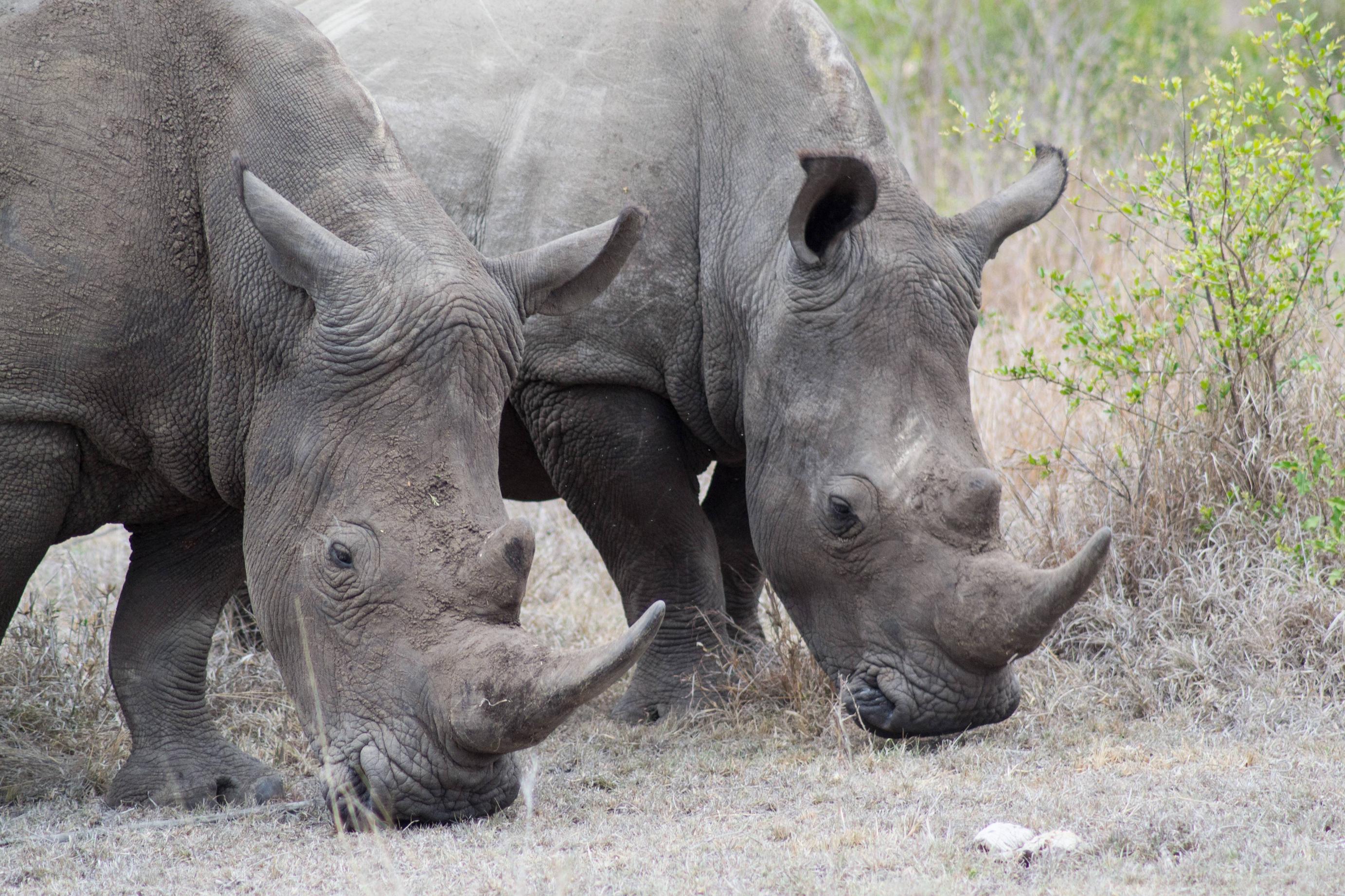 Handy-Wallpaper Nashorn, Tiere kostenlos herunterladen.