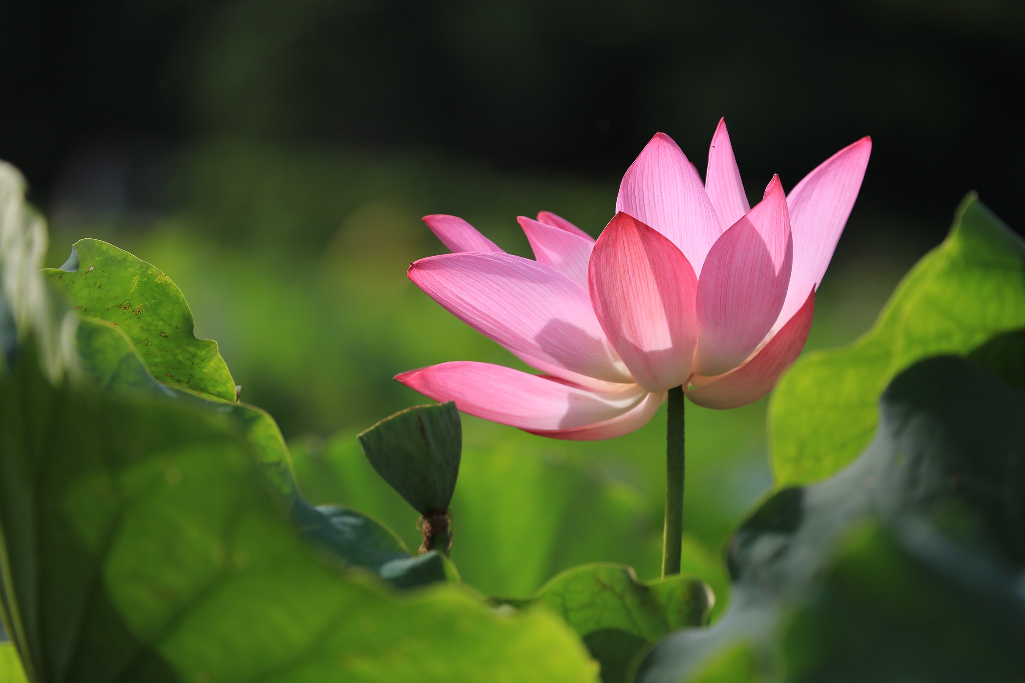 Téléchargez gratuitement l'image Fleurs, Lotus, Fleur, Feuille, Terre/nature, Fleur Rose sur le bureau de votre PC