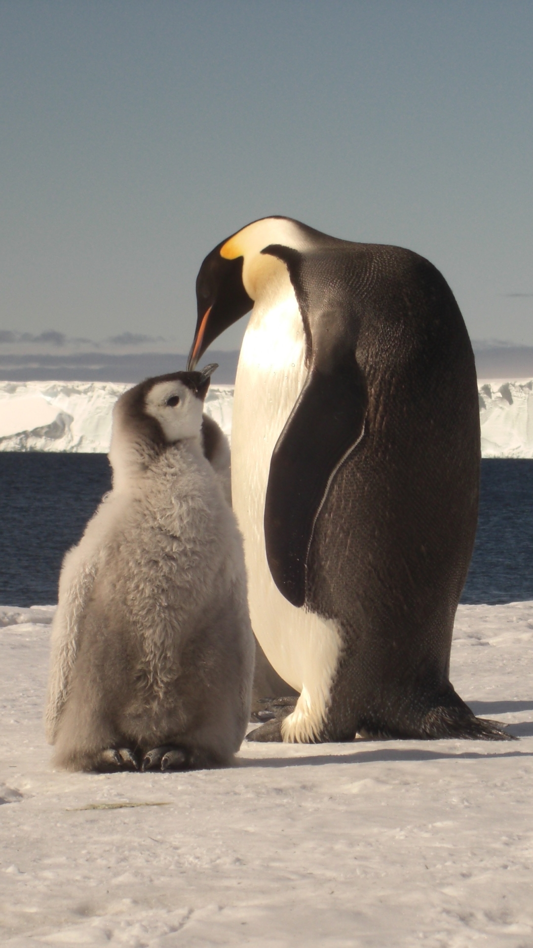 無料モバイル壁紙皇帝ペンギン, 鳥, 動物をダウンロードします。