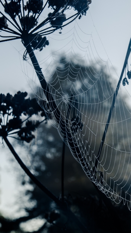 Download mobile wallpaper Close Up, Photography, Spider Web for free.