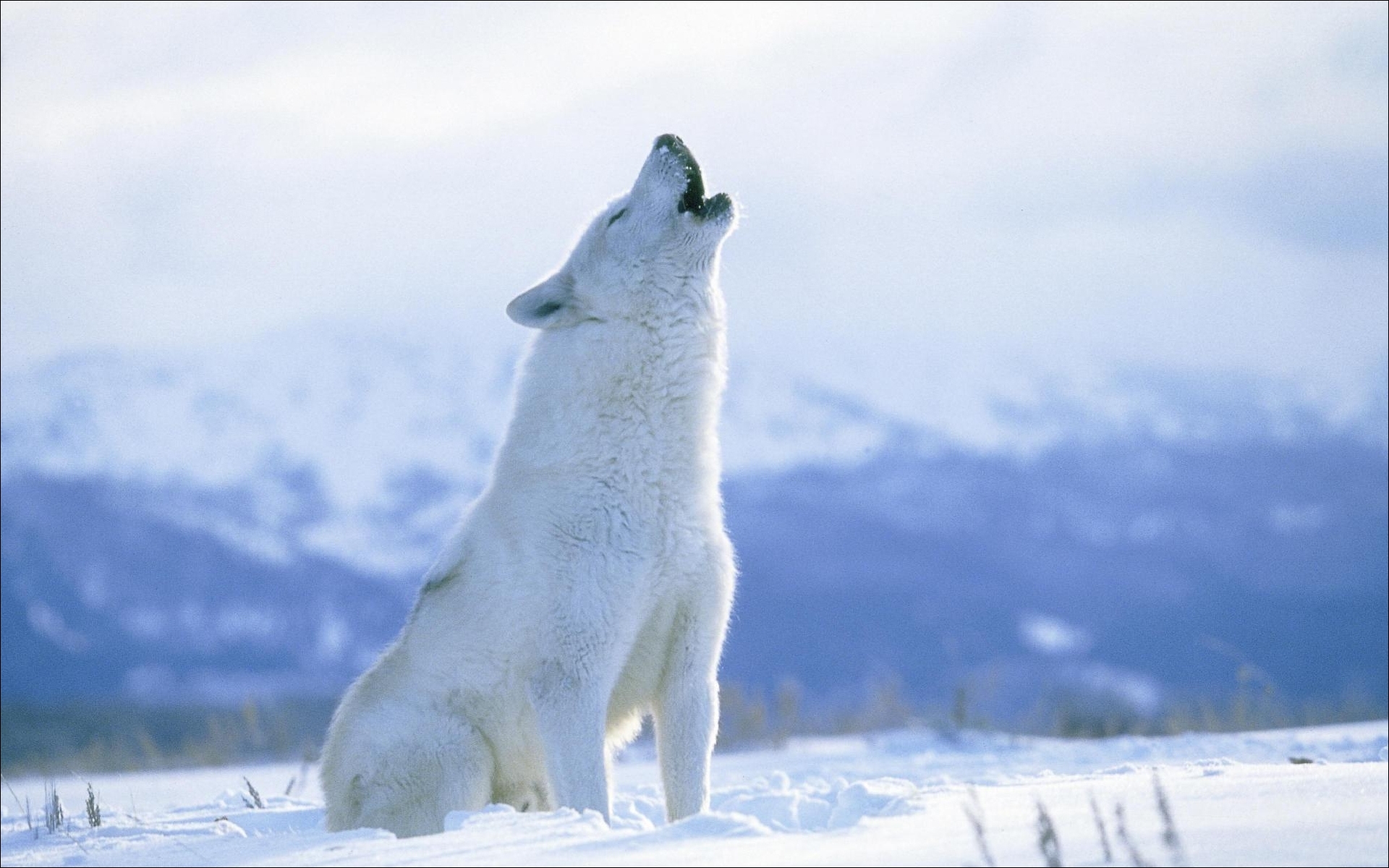 Download mobile wallpaper Wolf, Animal for free.