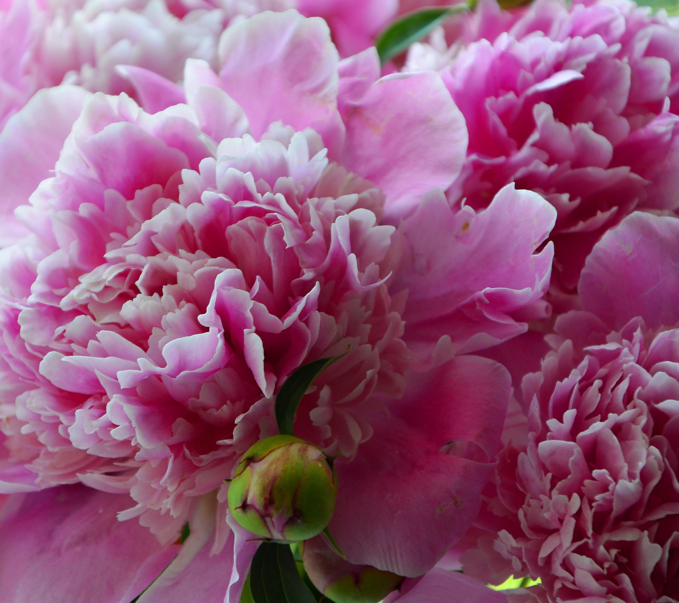 Download mobile wallpaper Nature, Flowers, Flower, Earth, Peony, Pink Flower for free.