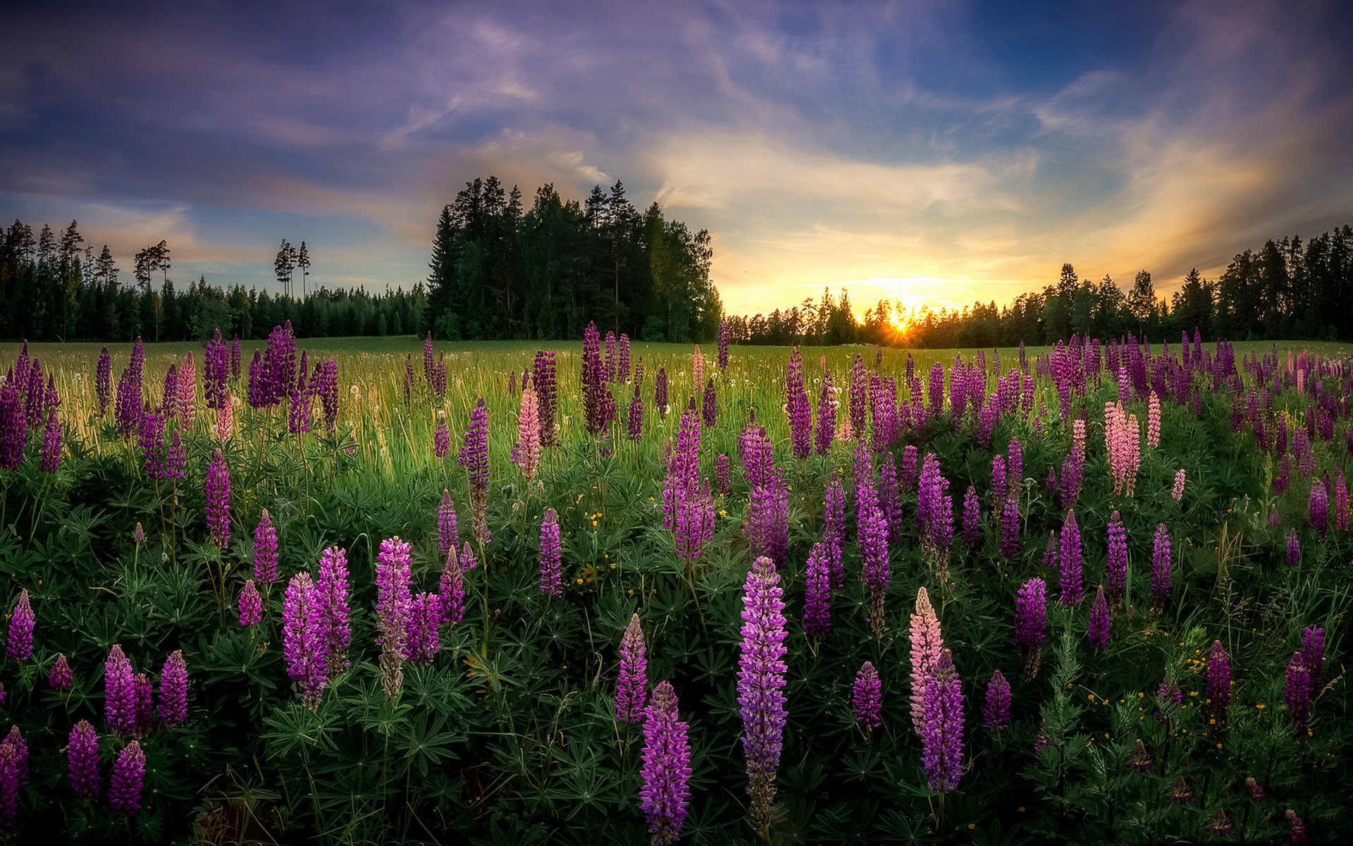 Download mobile wallpaper Nature, Flower, Earth, Lupine, Purple Flower for free.