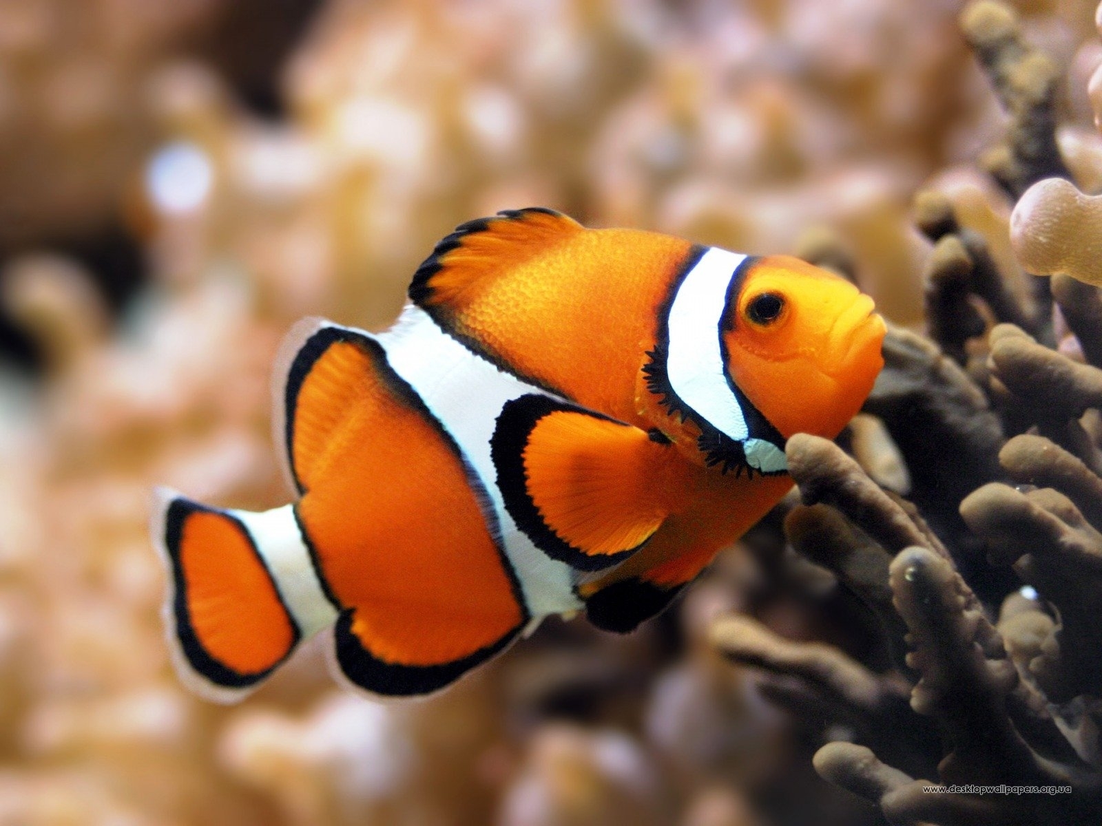 無料モバイル壁紙動物, オレンジ, 魚をダウンロードします。