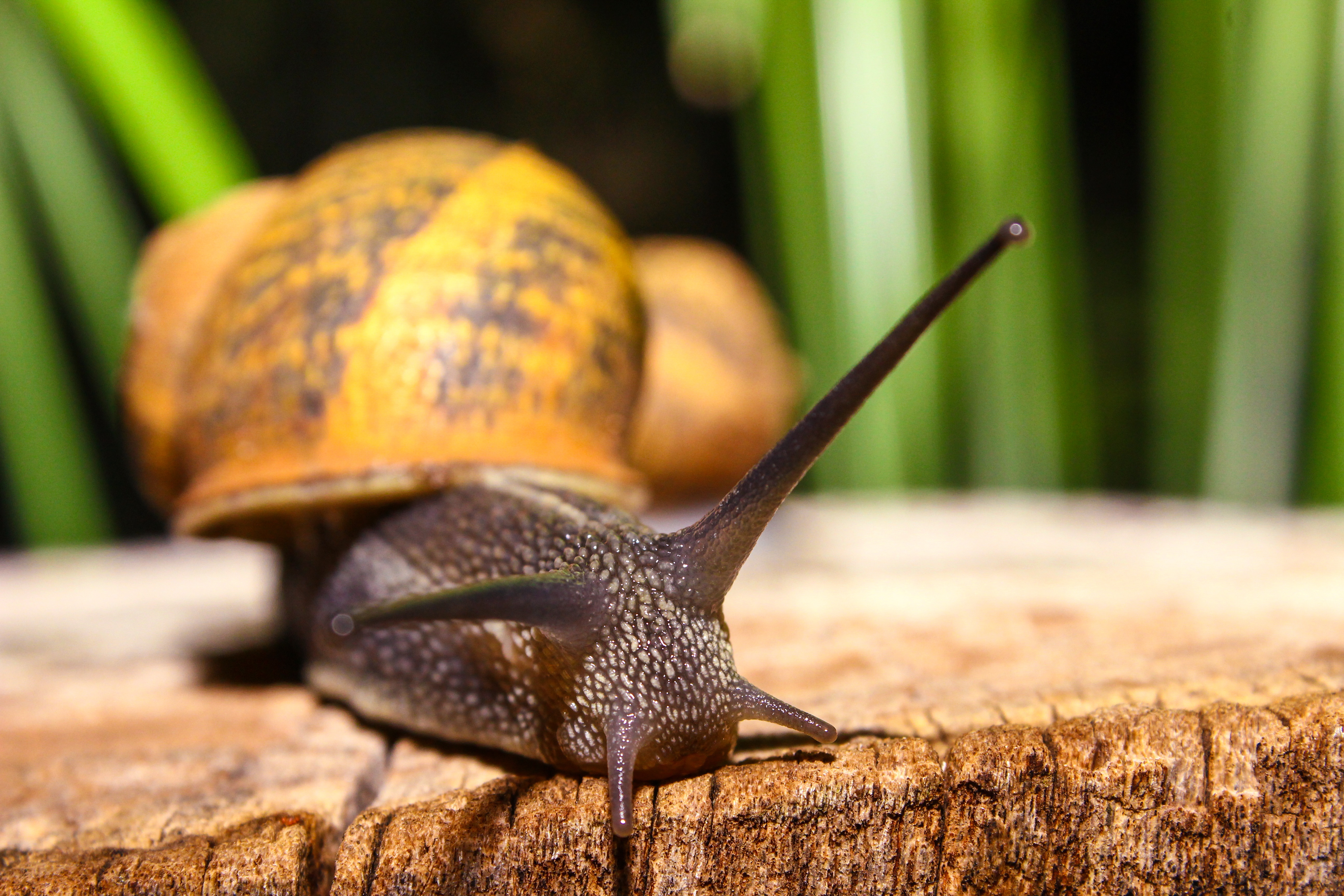 snail, macro, close up, carapace, shell, antennae, tendrils