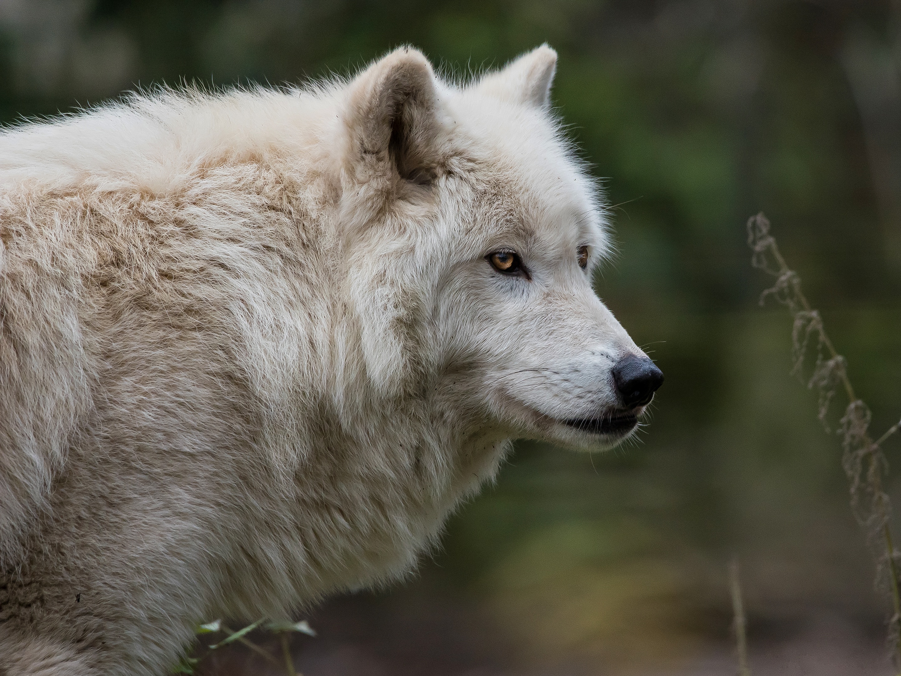 Descarga gratuita de fondo de pantalla para móvil de Animales, Lobo, Wolves.