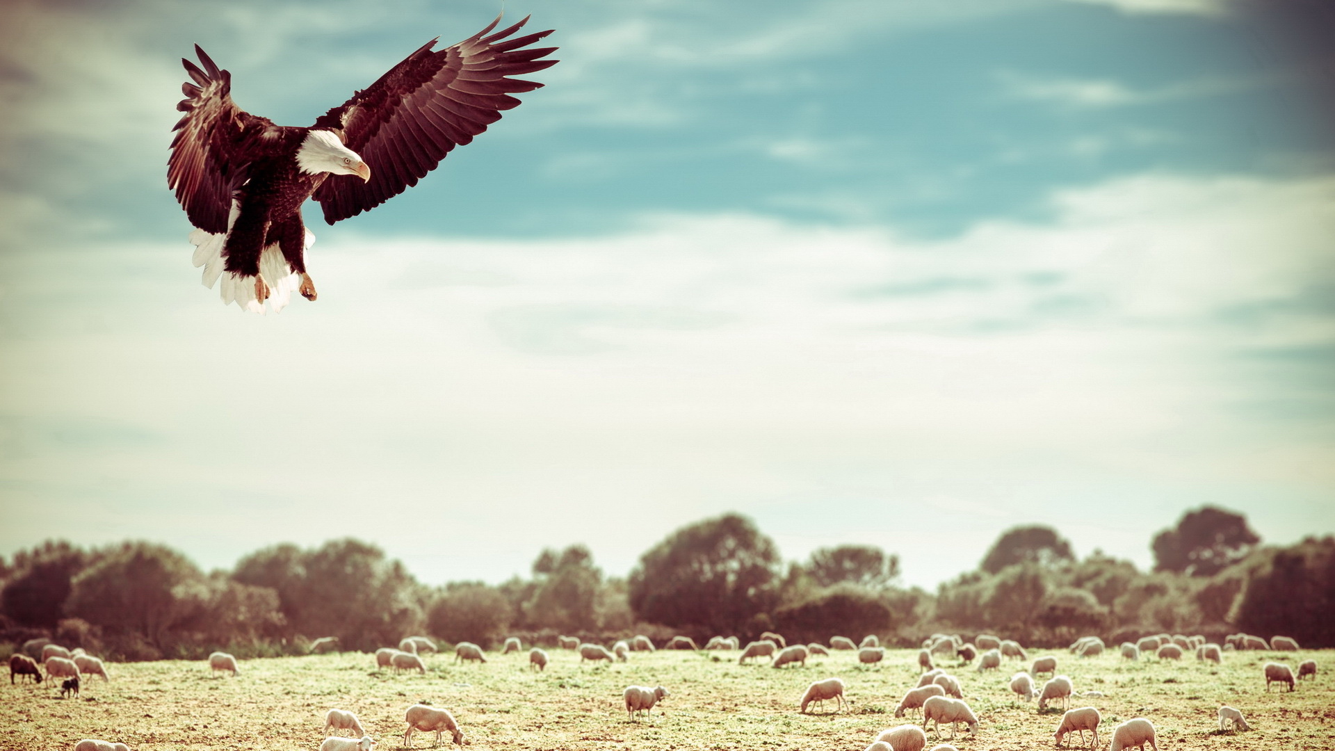 Handy-Wallpaper Weißkopfseeadler, Vögel, Tiere kostenlos herunterladen.