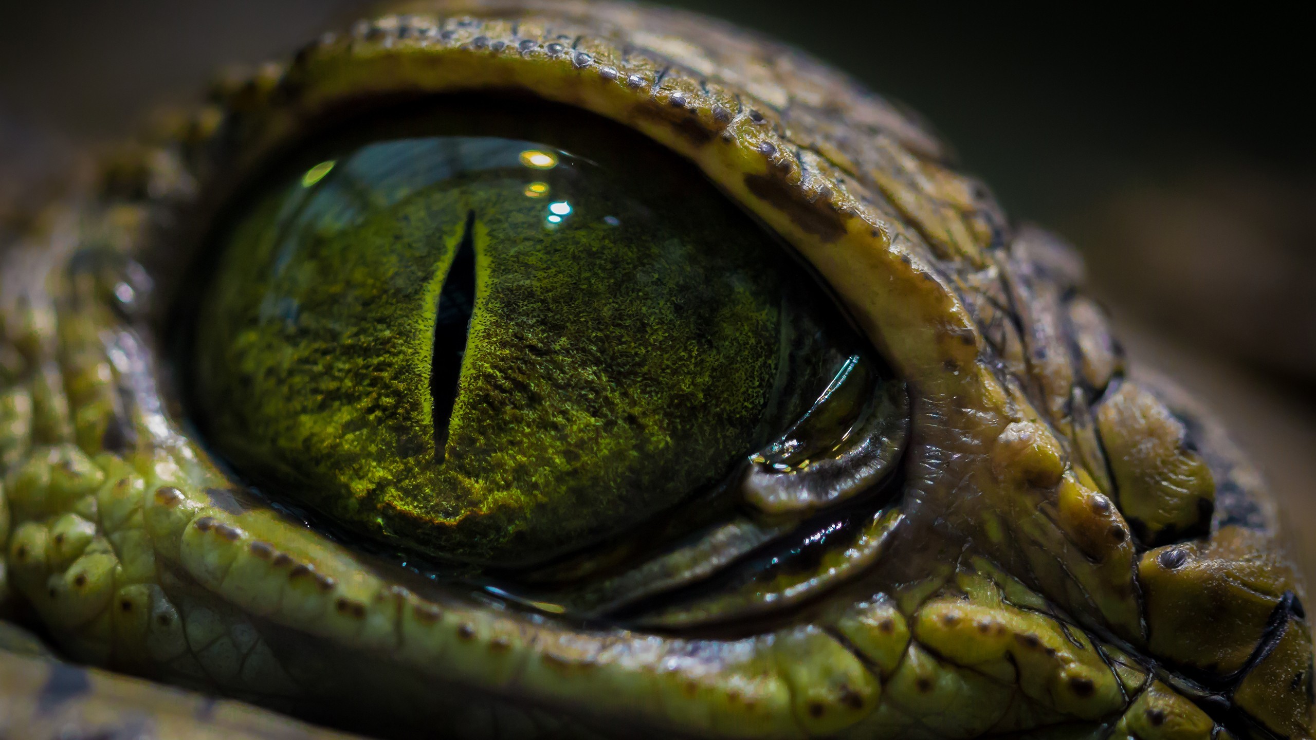 Laden Sie das Tiere, Reptil, Auge, Krokodil-Bild kostenlos auf Ihren PC-Desktop herunter