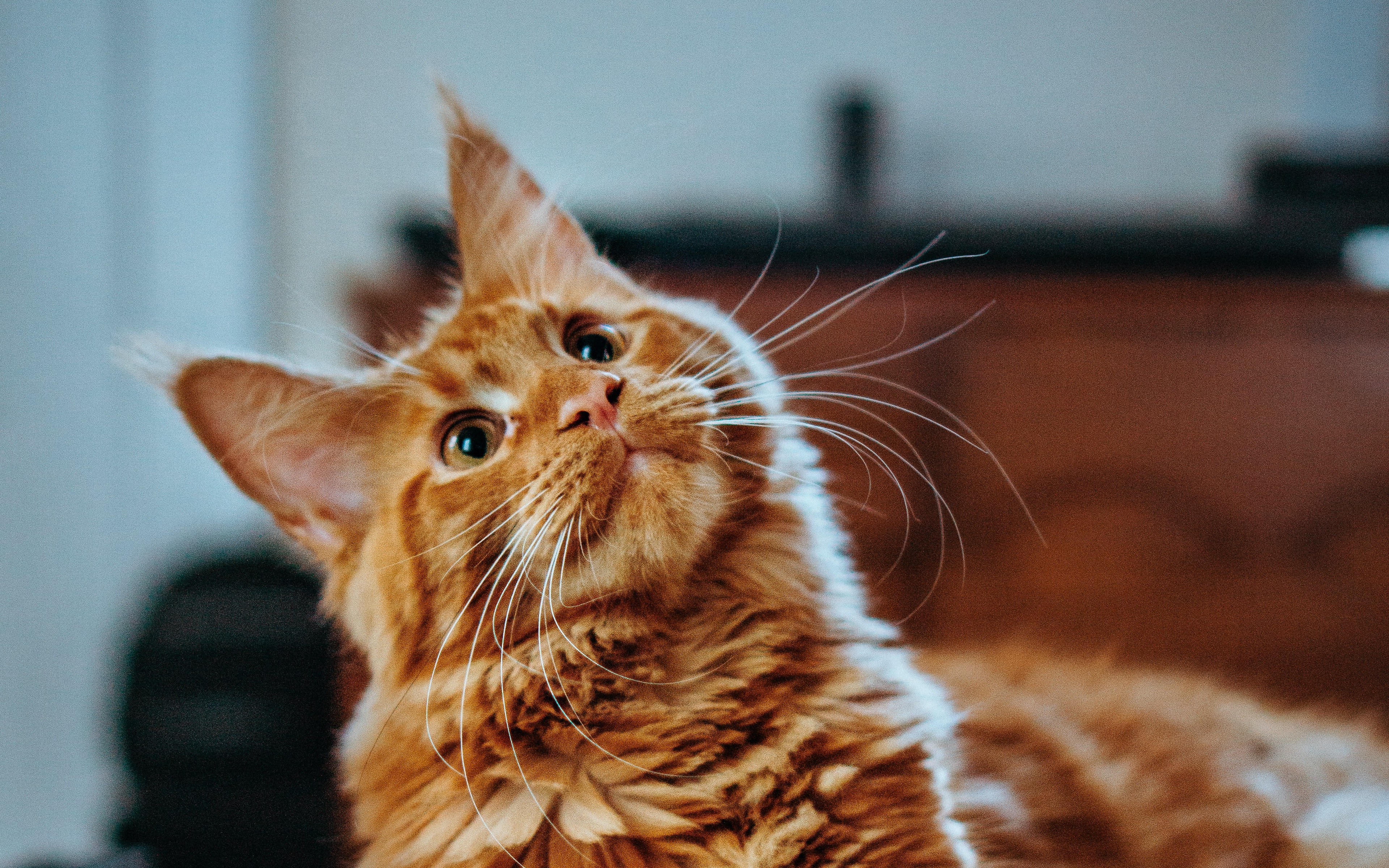 Free download wallpaper Cats, Cat, Animal, Maine Coon on your PC desktop
