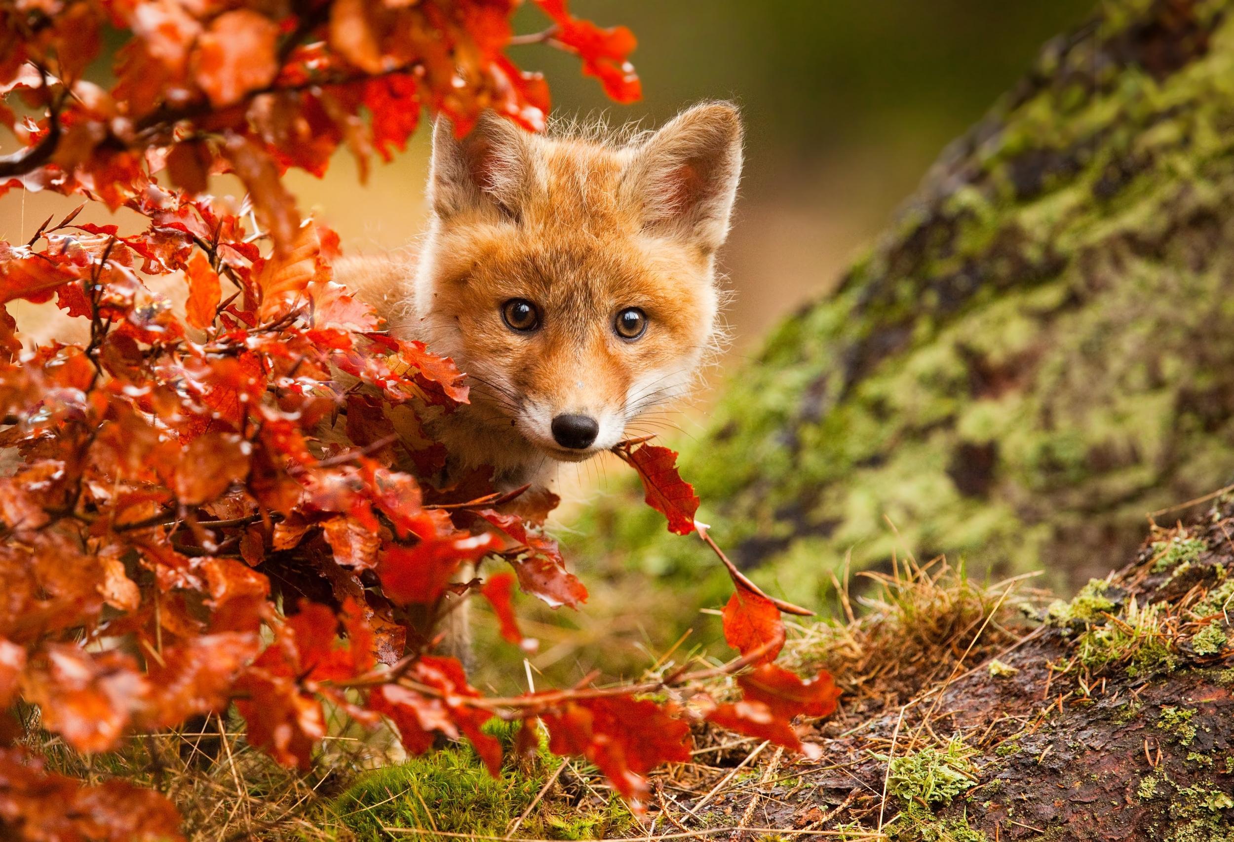 839836壁紙のダウンロード動物, 狐, 赤ちゃん動物, カブ, 可愛い, 秋, 見詰める-スクリーンセーバーと写真を無料で