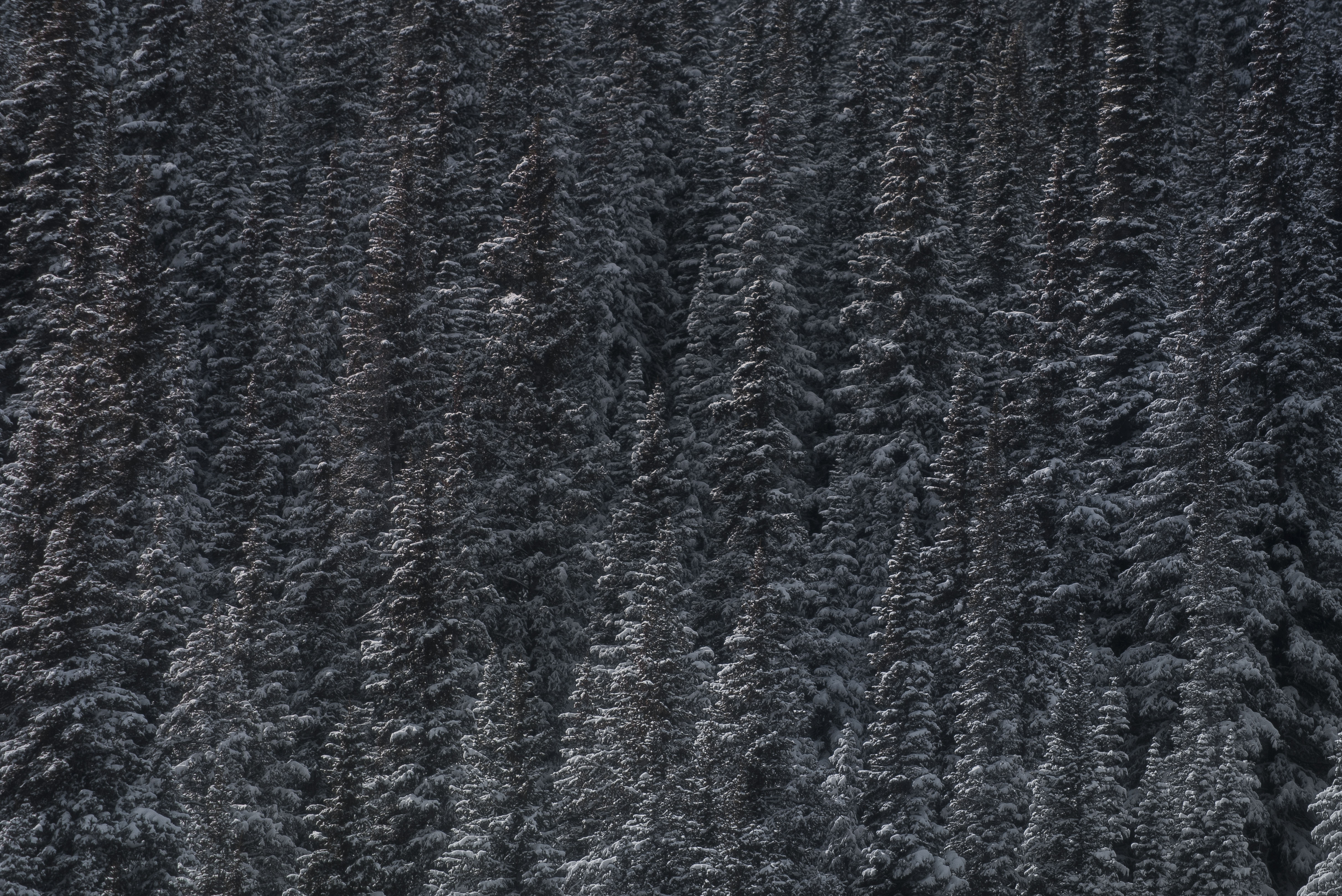 Free download wallpaper Snow, Vertex, Forest, Tops, Nature, Trees on your PC desktop