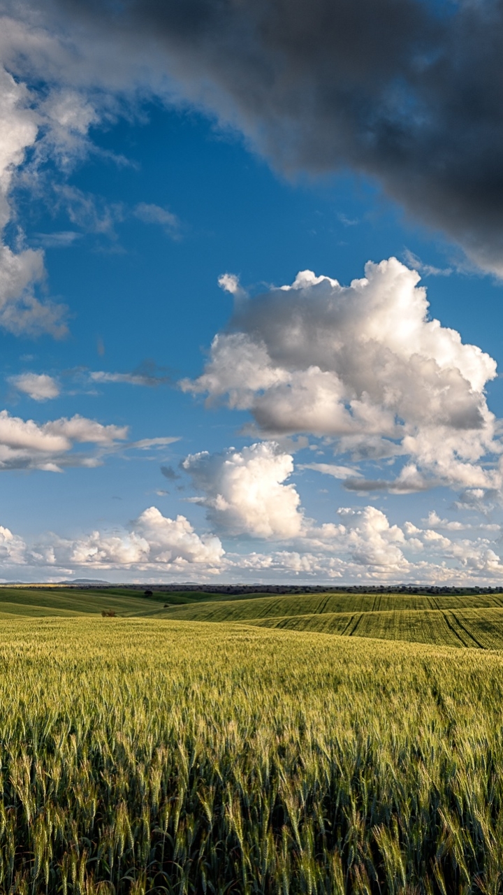 Download mobile wallpaper Landscape, Nature, Summer, Wheat, Earth, Field, Cloud for free.