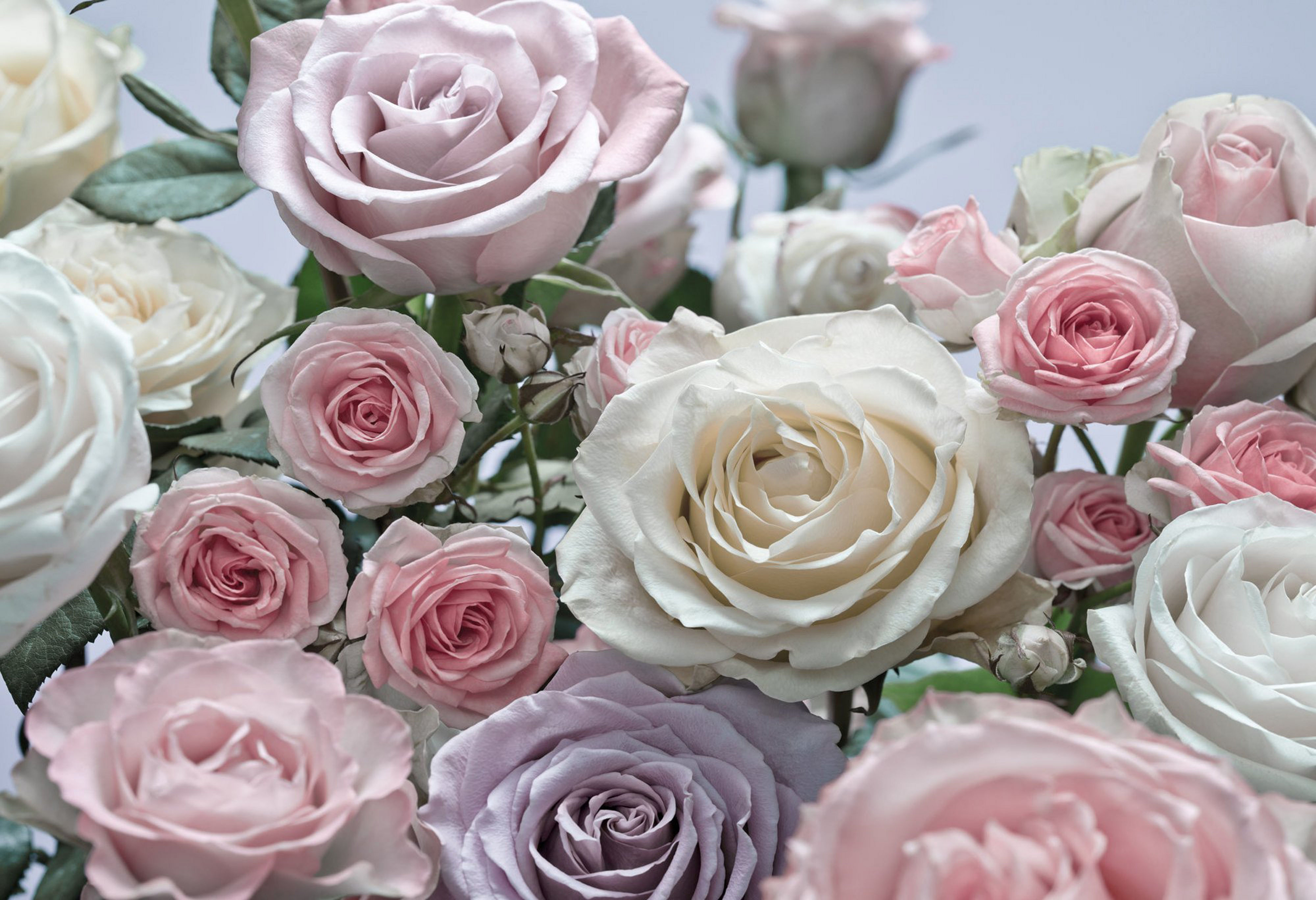 Handy-Wallpaper Blumen, Rose, Erde/natur, Pinke Blume kostenlos herunterladen.