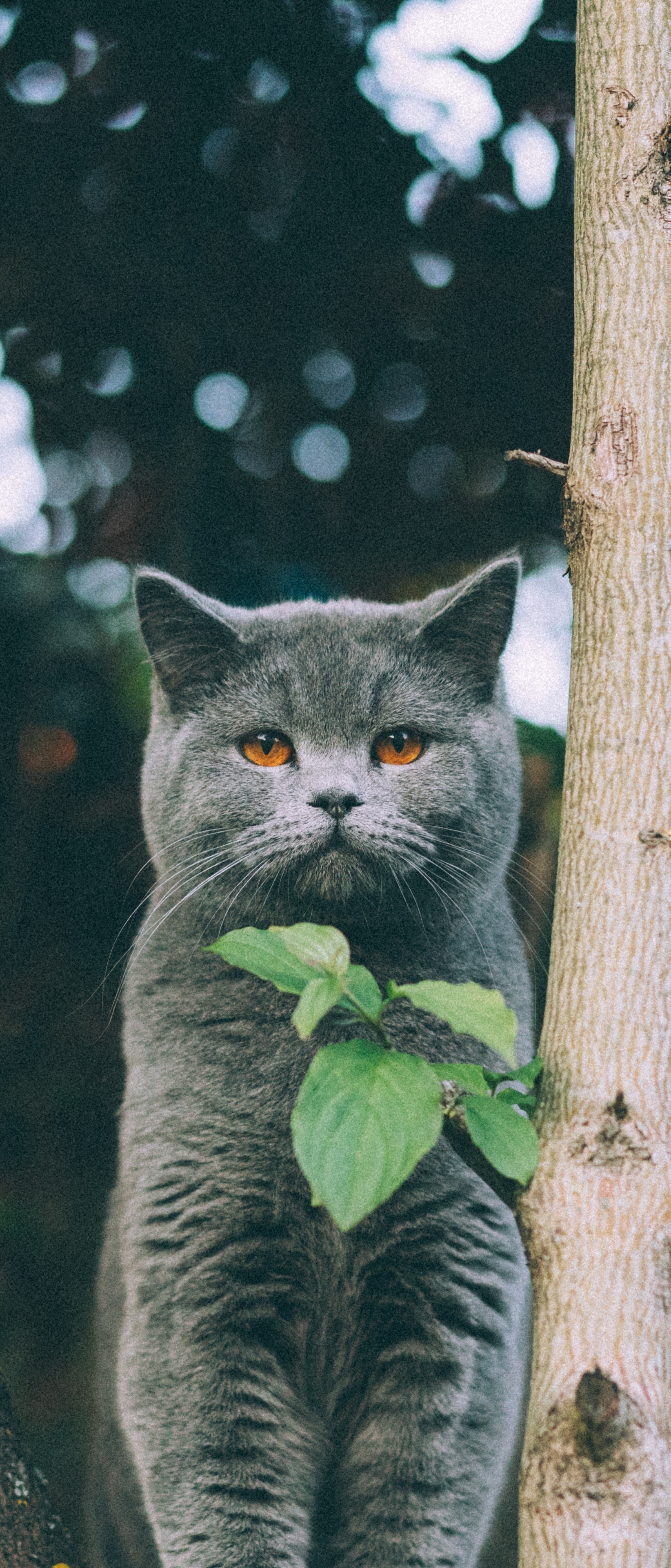 Handy-Wallpaper Tiere, Katzen, Katze kostenlos herunterladen.