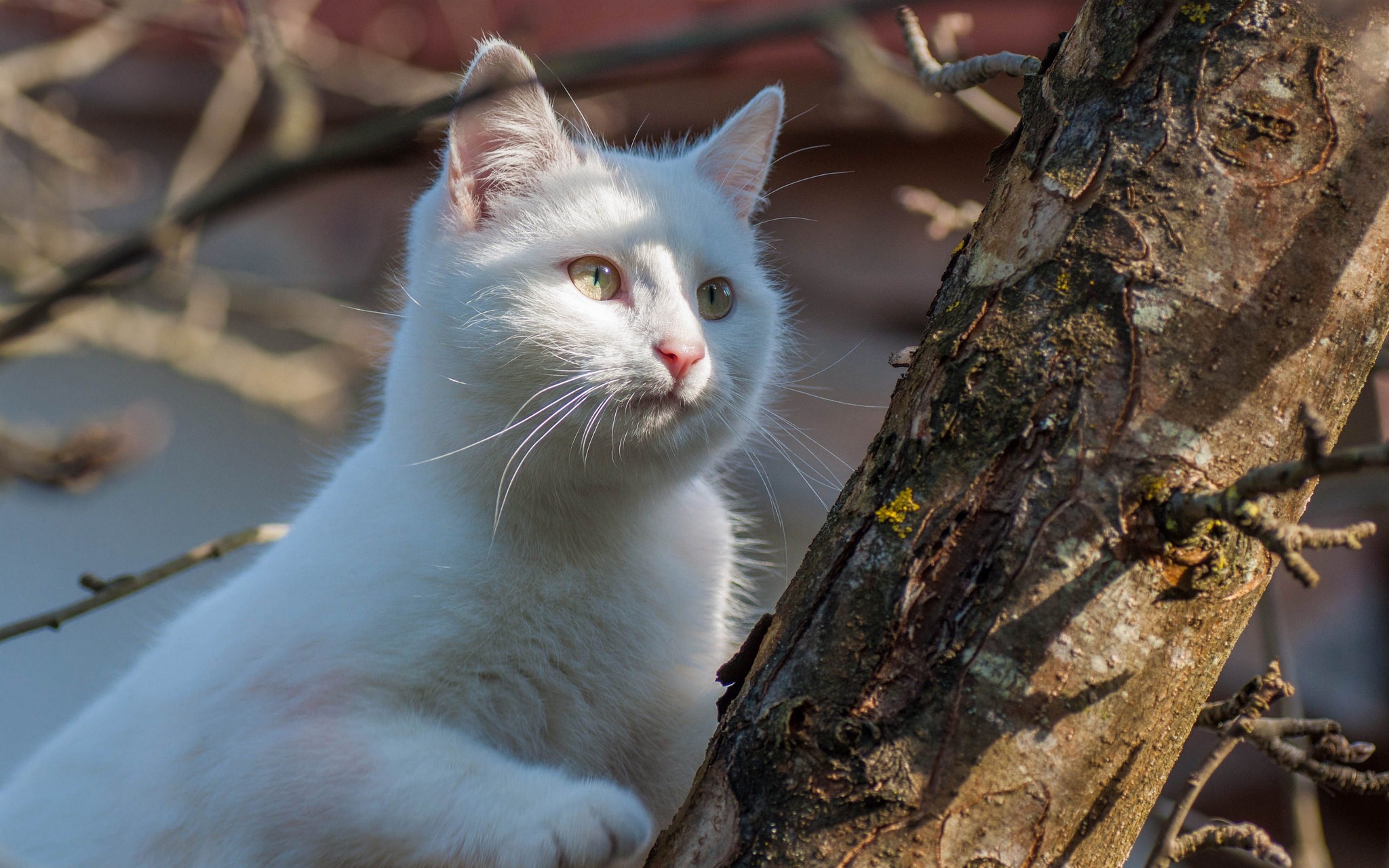 Descarga gratuita de fondo de pantalla para móvil de Animales, Gatos, Gato.