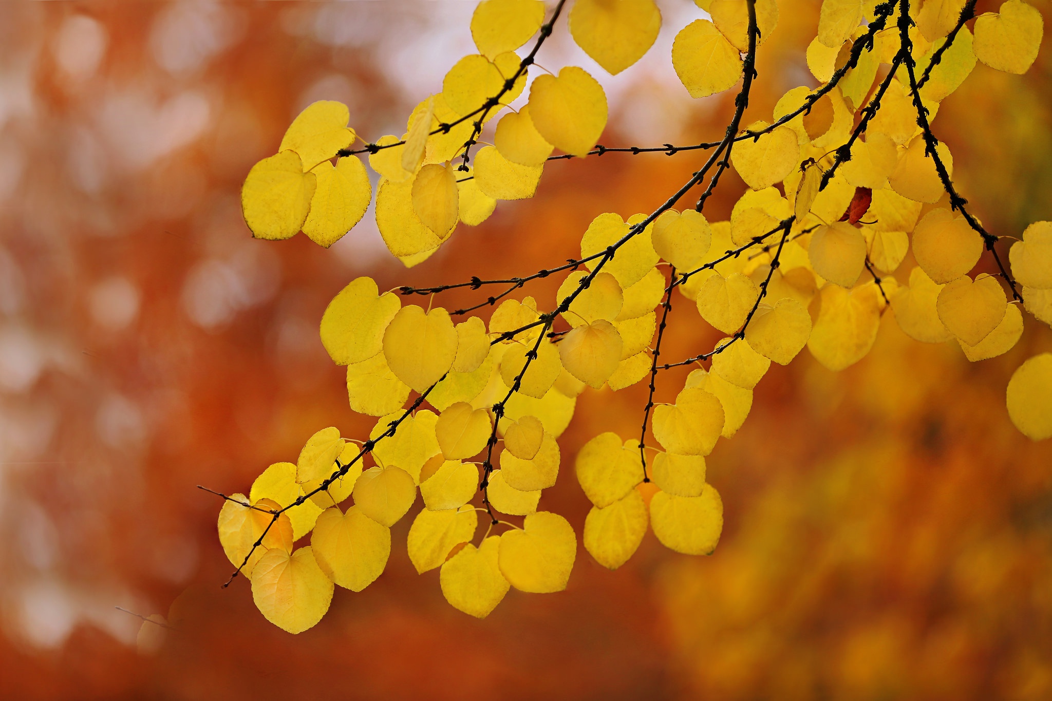 Скачать обои бесплатно Природа, Осень, Лист, Ветка, Боке, Земля/природа картинка на рабочий стол ПК