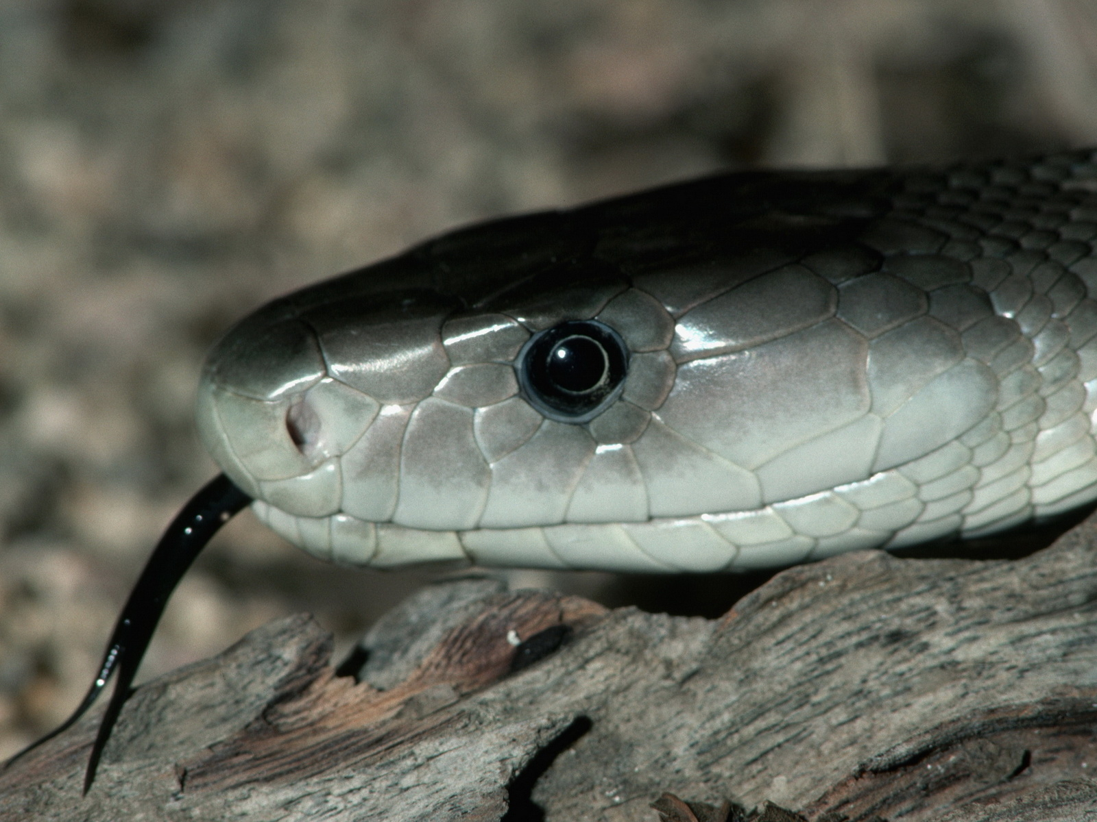 Téléchargez gratuitement l'image Animaux, Serpent, Reptiles sur le bureau de votre PC