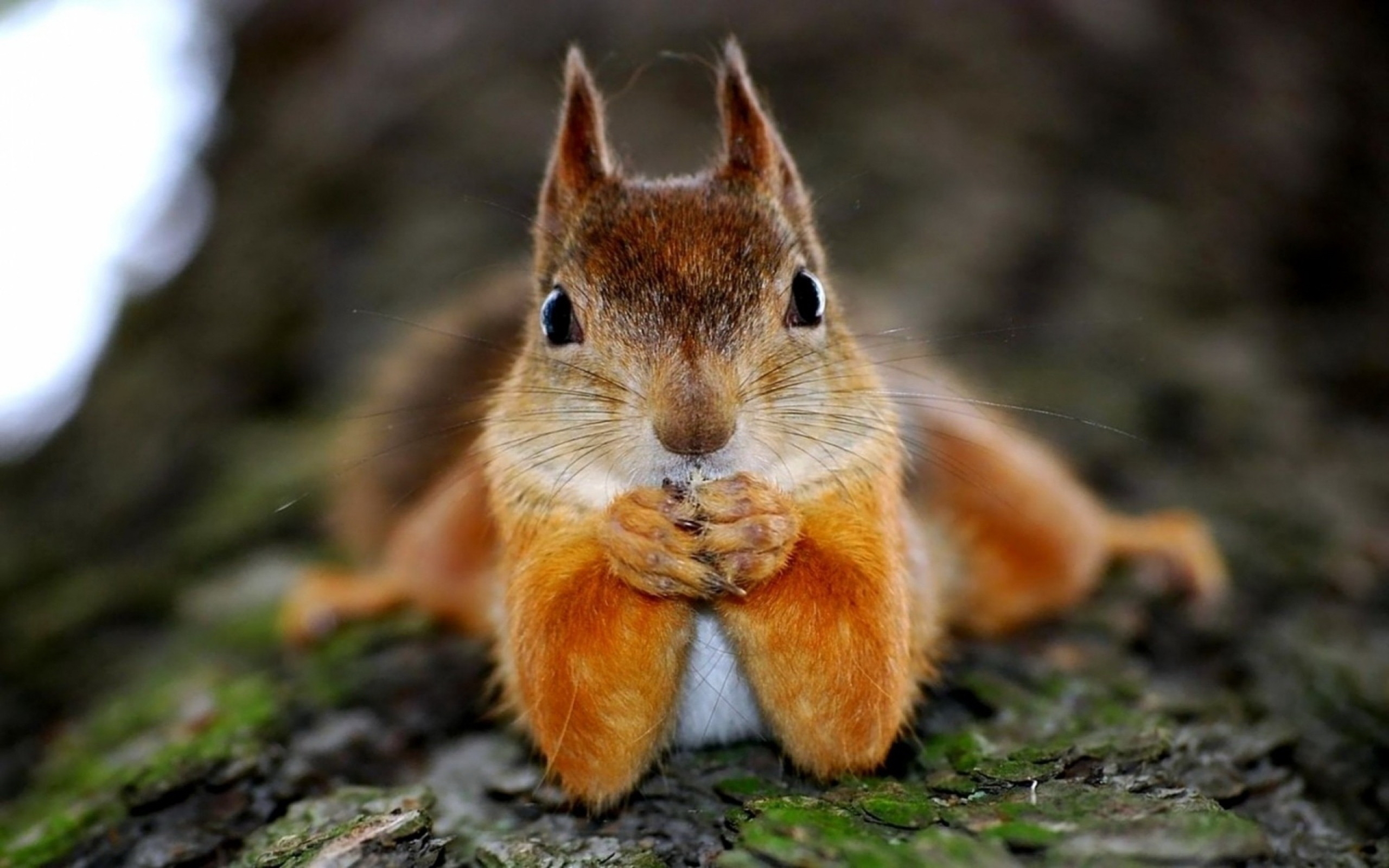 49172 Bild herunterladen eichhörnchen, tiere, orange - Hintergrundbilder und Bildschirmschoner kostenlos