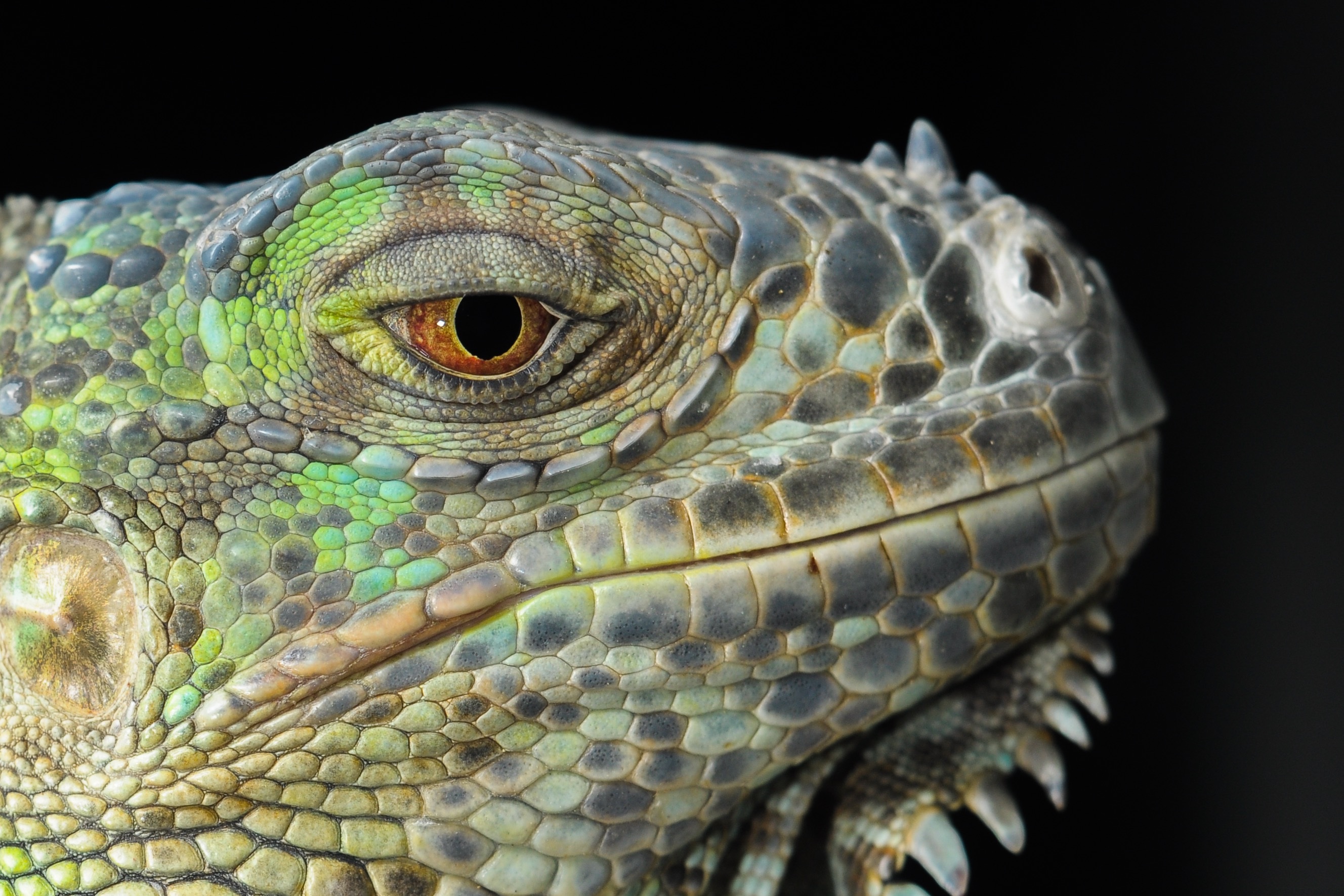 Descarga gratuita de fondo de pantalla para móvil de Animales, De Cerca, Lagarto, Reptil, Reptiles, Retrato, Iguana, Ojo.